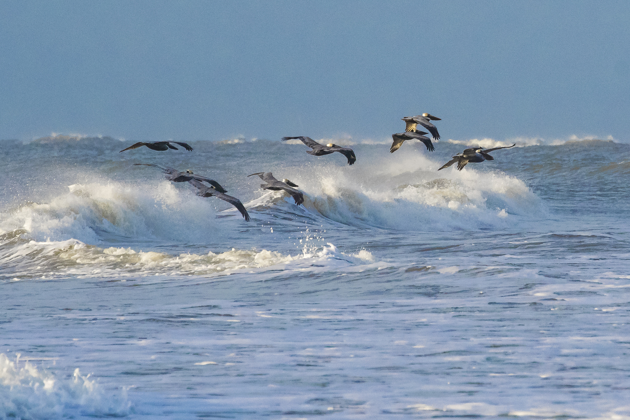 Nikon D500 + Tamron SP 70-300mm F4-5.6 Di VC USD sample photo. Surf and turf photography
