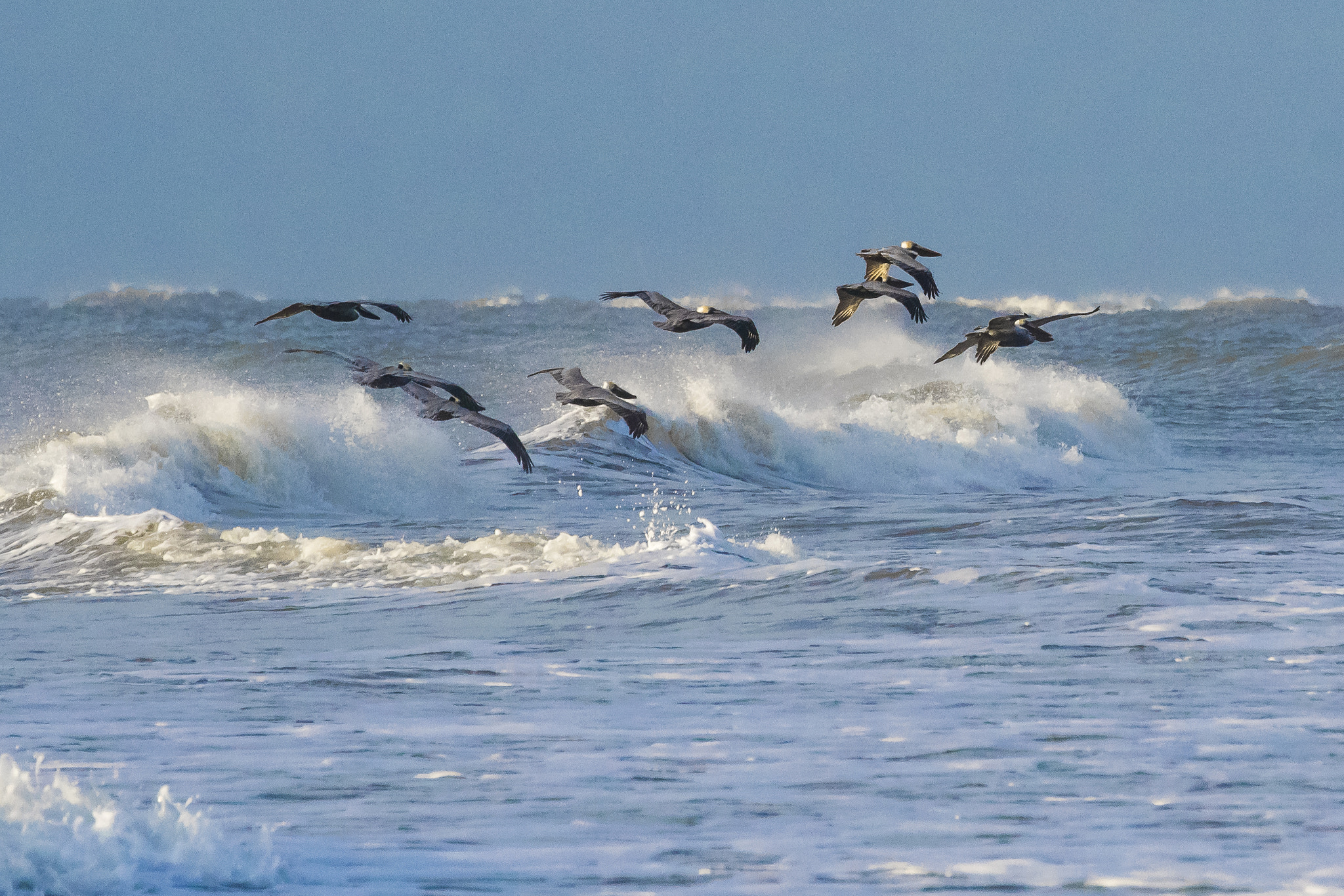 Nikon D500 sample photo. Surf and turf photography