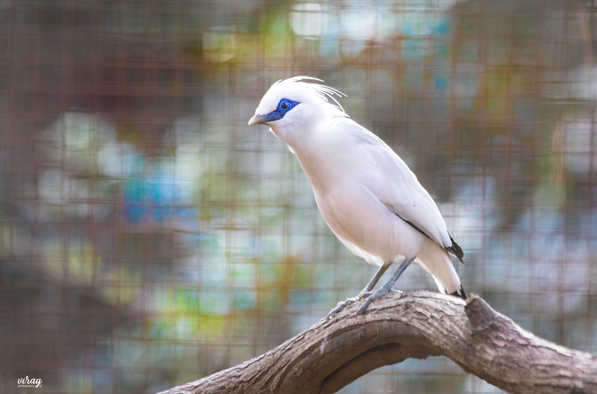 Canon EF 100-400mm F4.5-5.6L IS USM sample photo. Bali myna photography