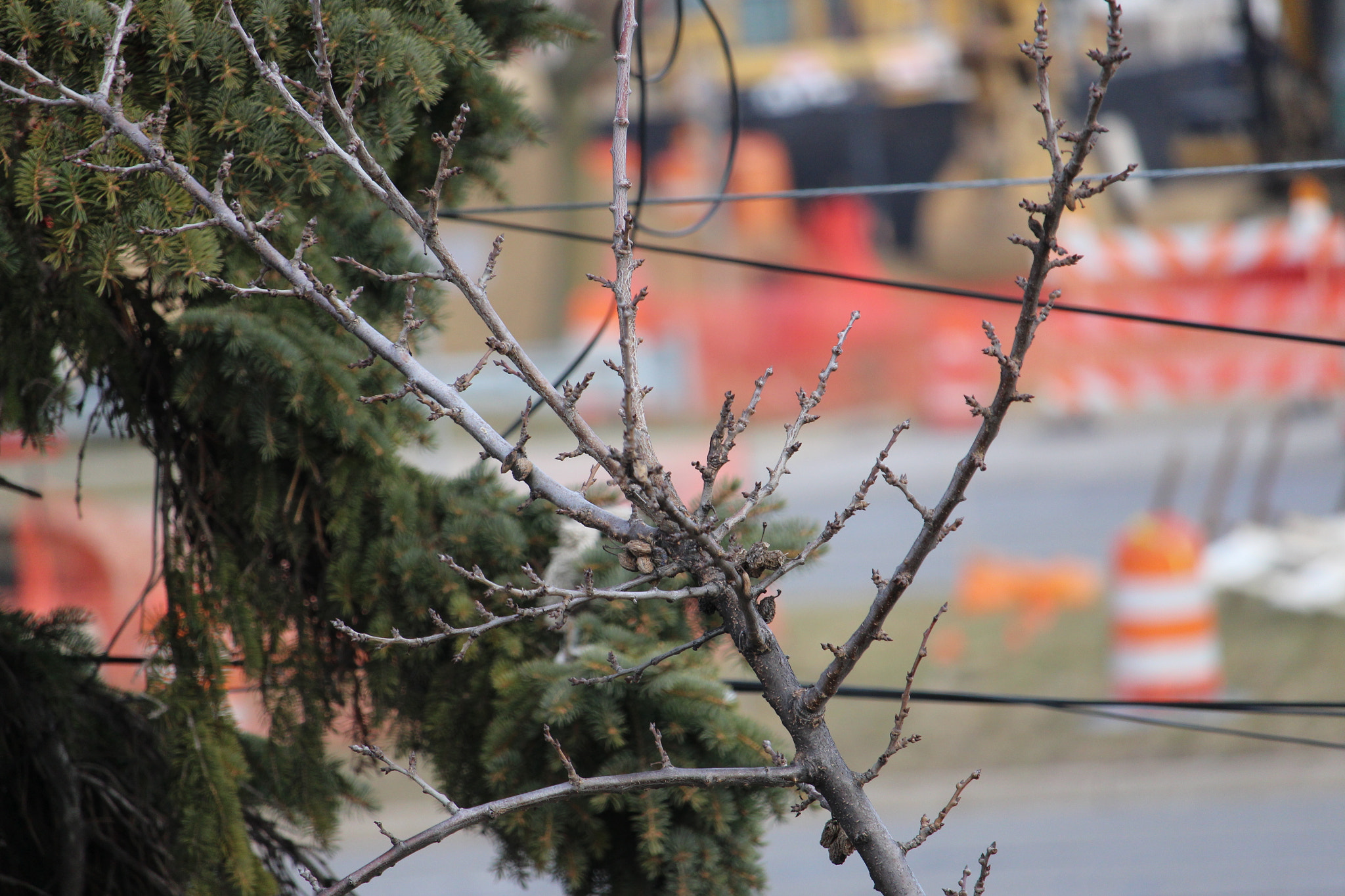 Canon EF-S 55-250mm F4-5.6 IS STM sample photo. 266.jpg photography