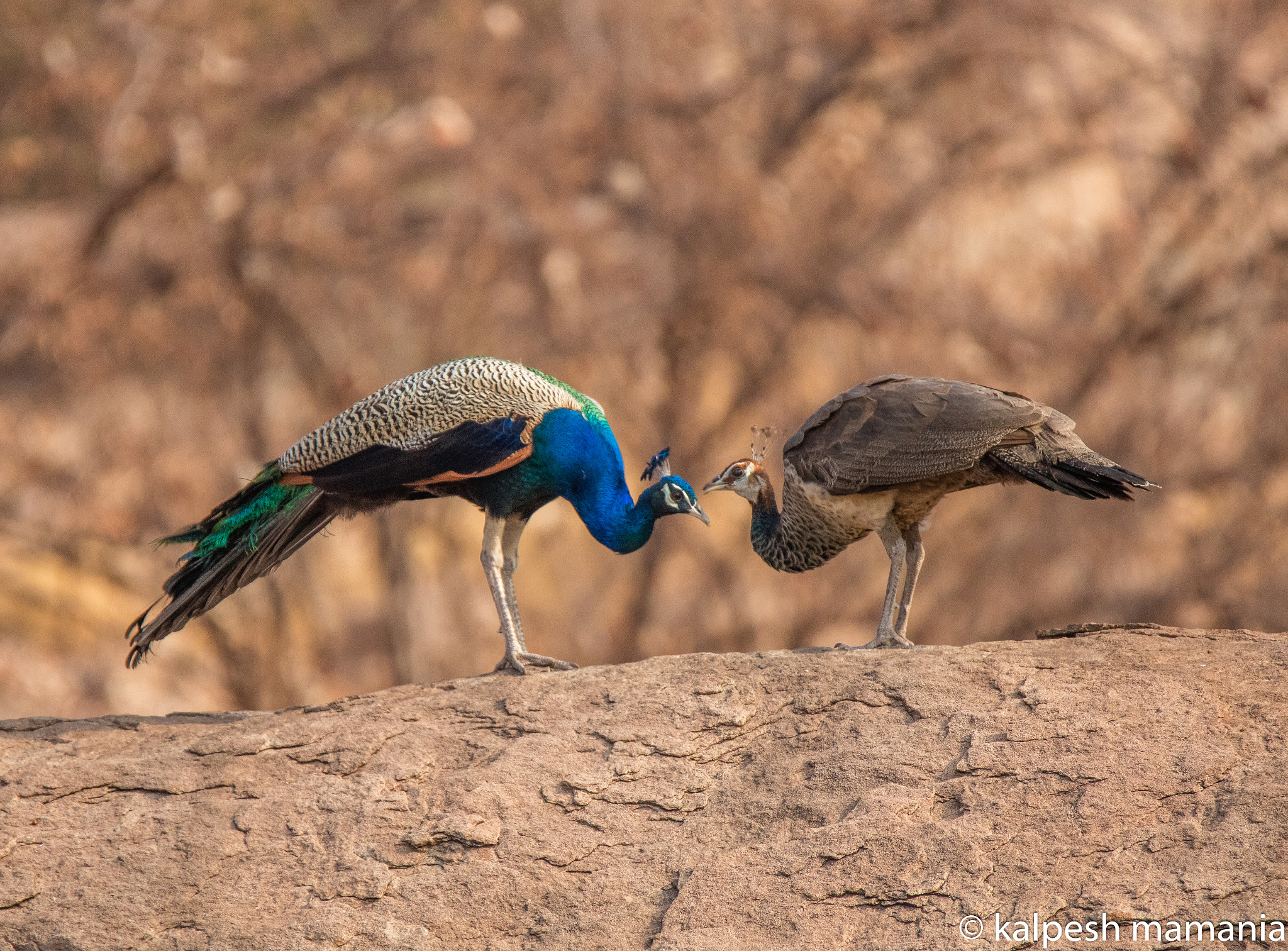 Canon EOS 5DS R + Tamron SP 150-600mm F5-6.3 Di VC USD sample photo. Love is in the air.  photography