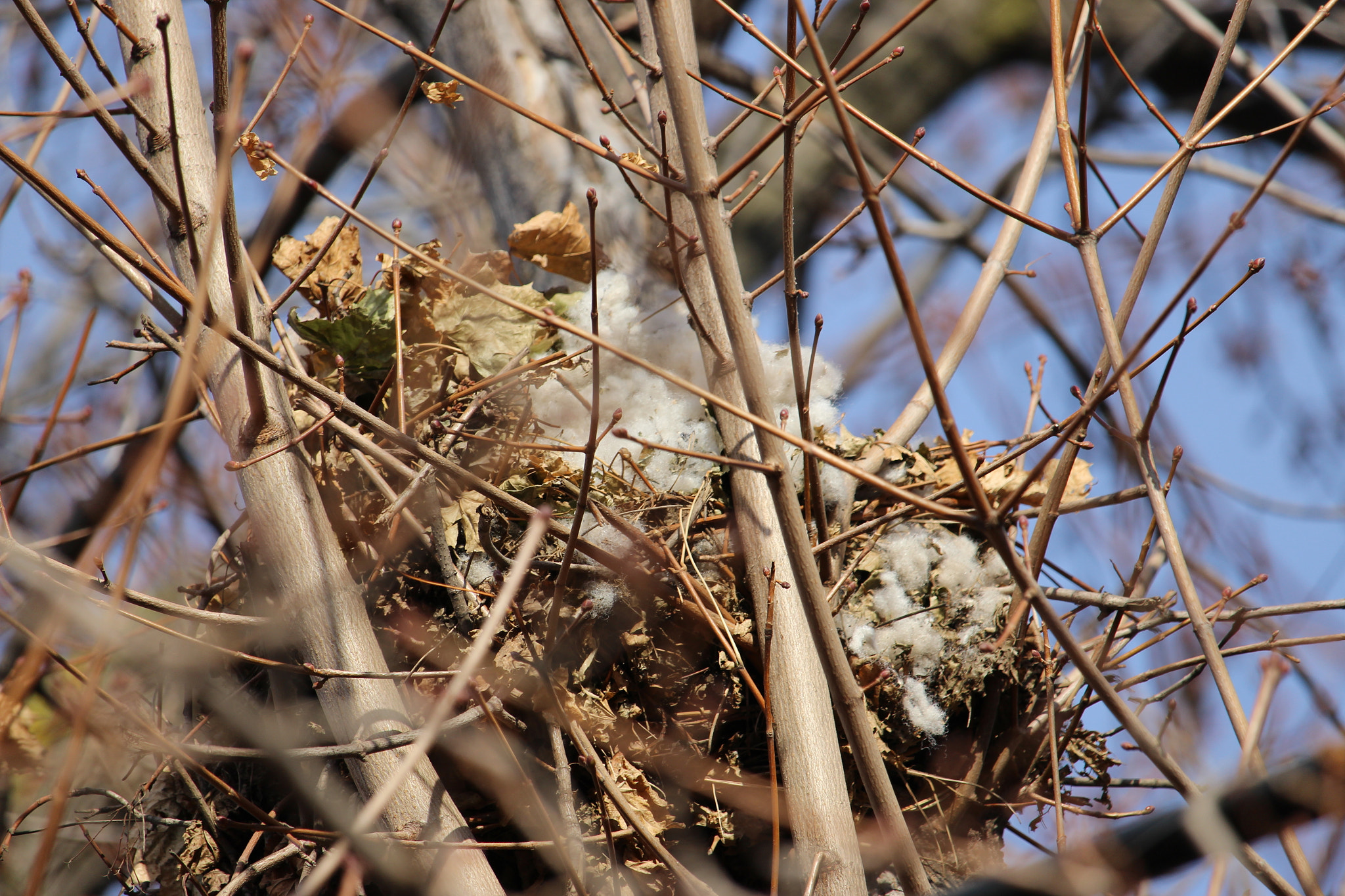 Canon EF-S 55-250mm F4-5.6 IS STM sample photo. 311.jpg photography