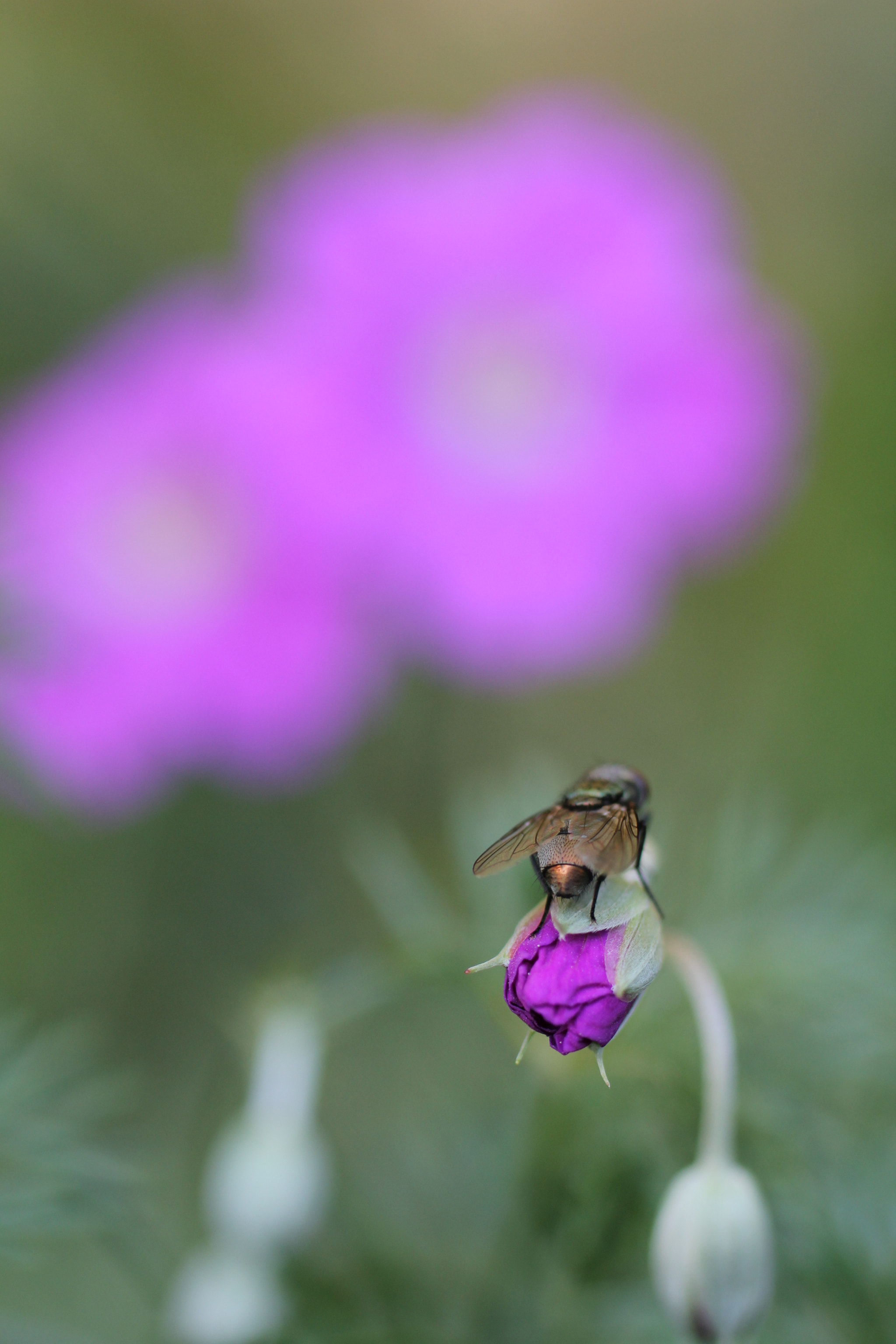 Canon EF 50mm F2.5 Macro sample photo