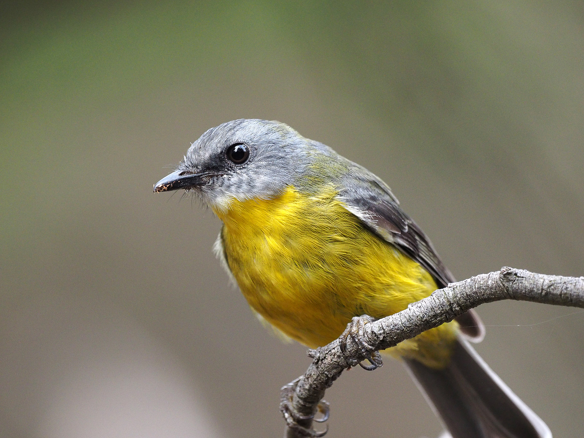 Olympus OM-D E-M1 sample photo. Eastern yellow robin photography