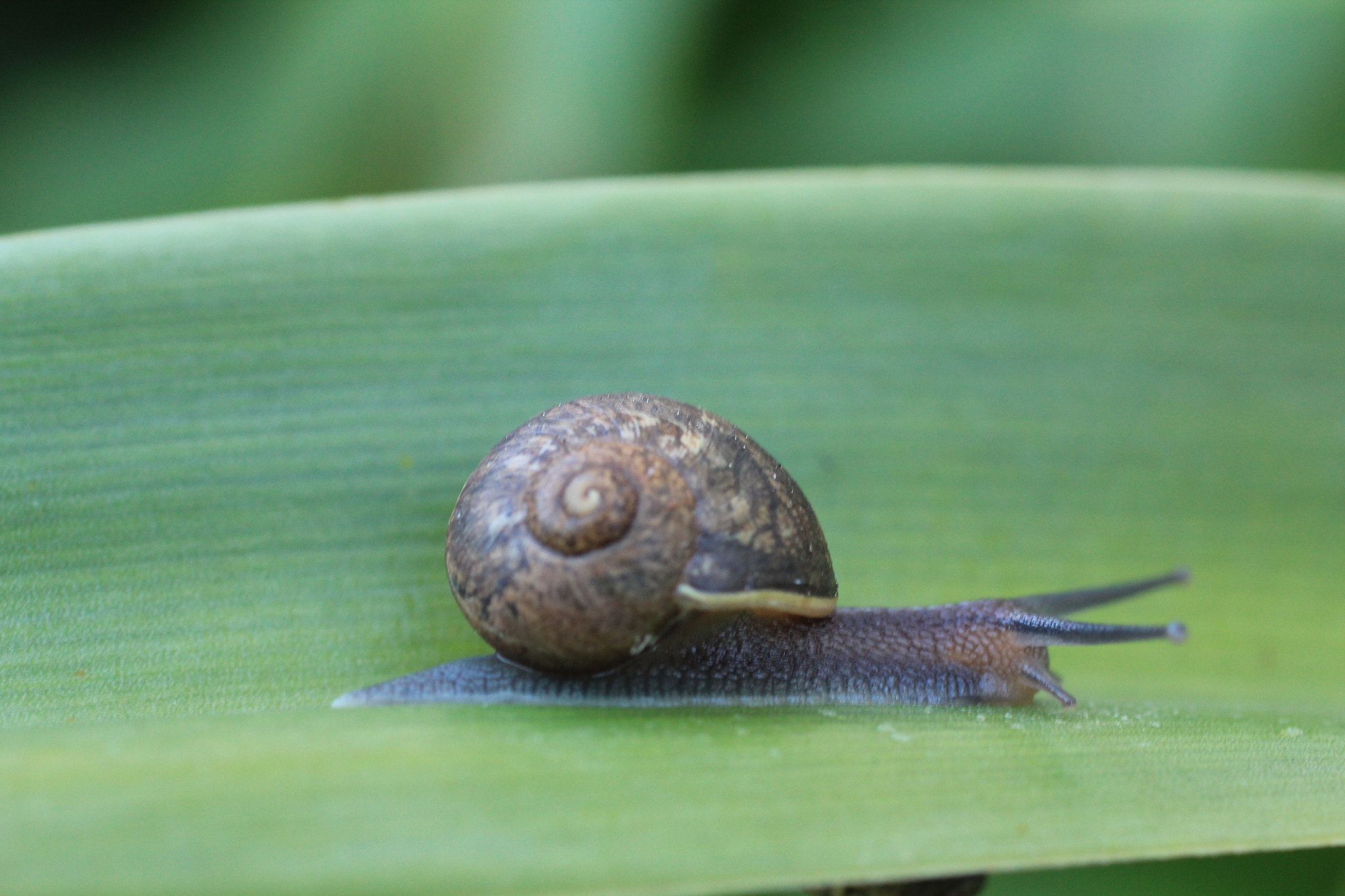 Canon EF 50mm F2.5 Macro sample photo