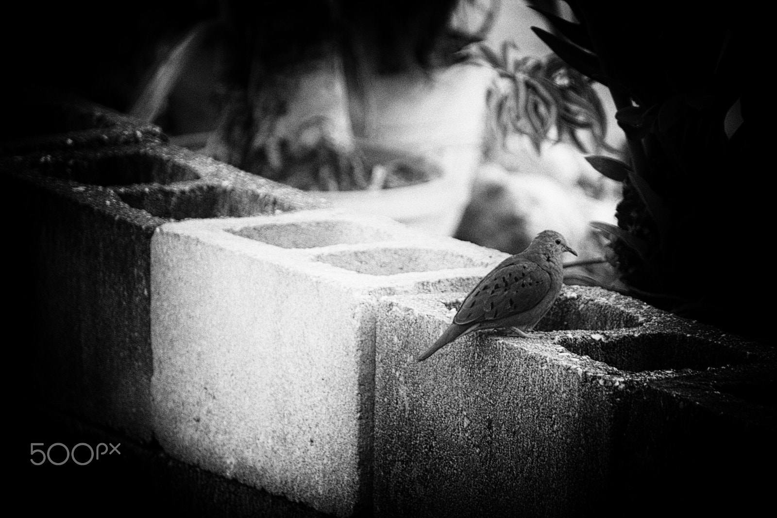 Canon EF-S 55-250mm F4-5.6 IS sample photo. Pinhole photography