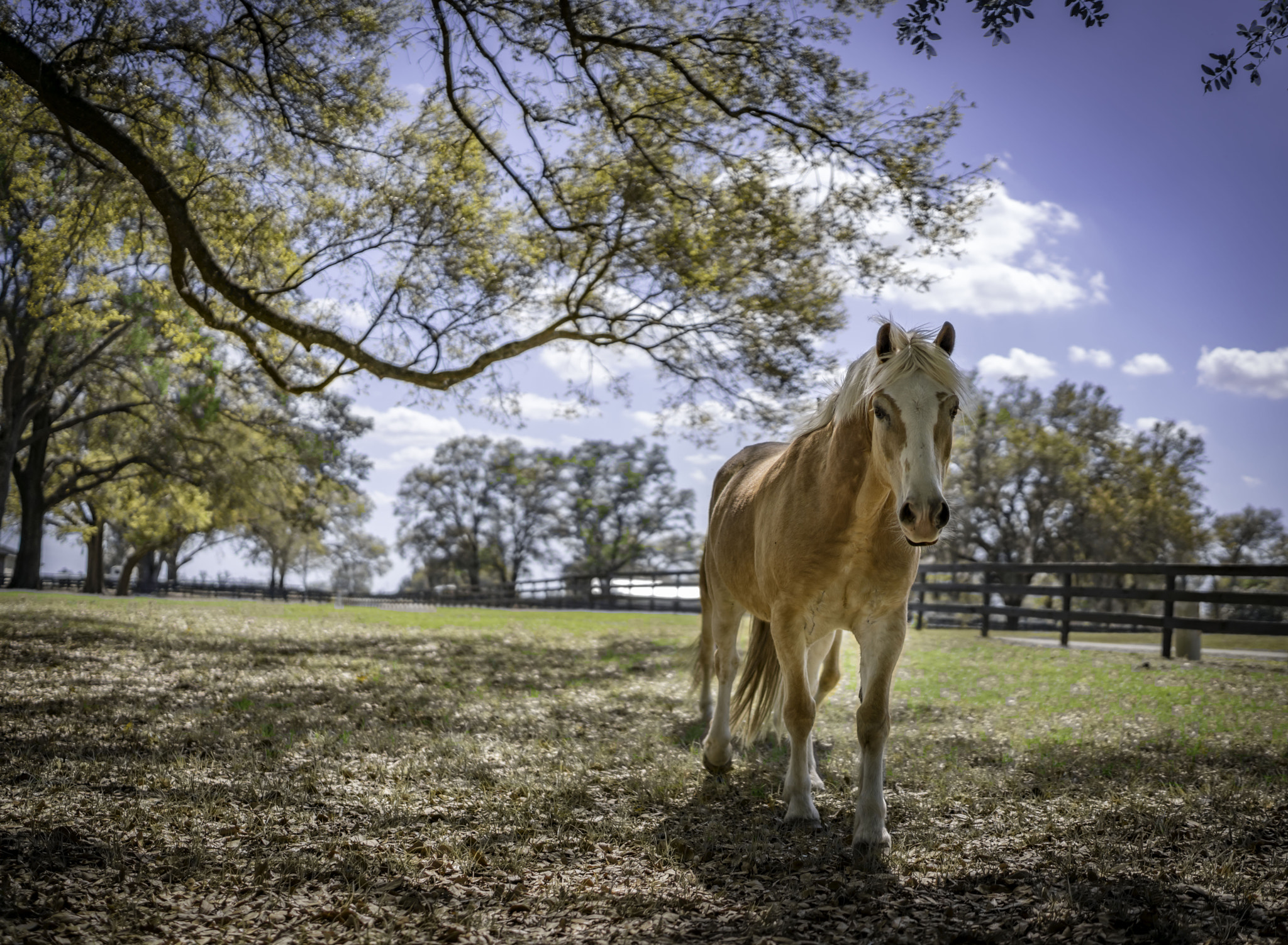 Sony a7R II + Sony Distagon T* FE 35mm F1.4 ZA sample photo. Not mr. ed photography
