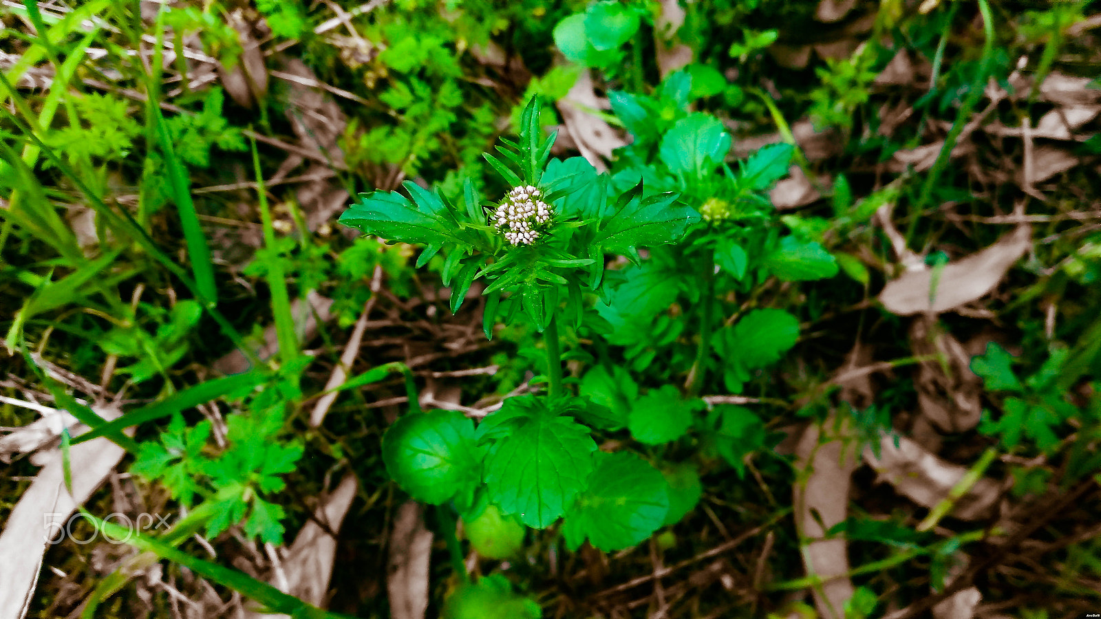 ASUS ZenFone Max (ZC550KL) sample photo. "hello human" [8192 x 4608] photography