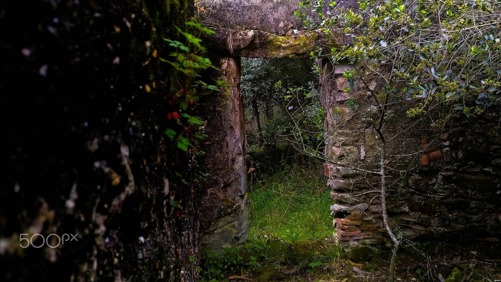 ASUS ZenFone Max (ZC550KL) sample photo. "forest door" [8192 x 4608] photography