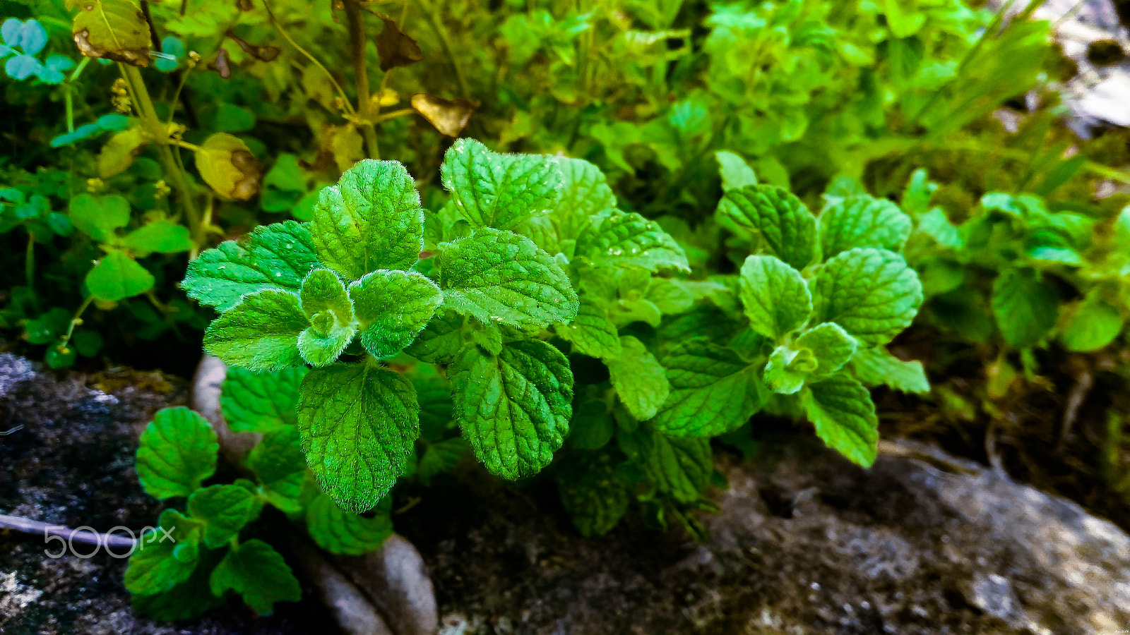 ASUS ZenFone Max (ZC550KL) sample photo. "spearmint" [8192 x 4608] photography