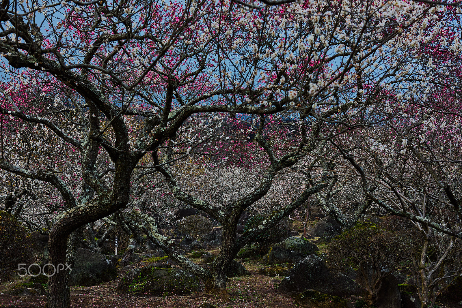 Nikon AF-S Nikkor 24-70mm F2.8G ED sample photo. Beautiful tree branch photography