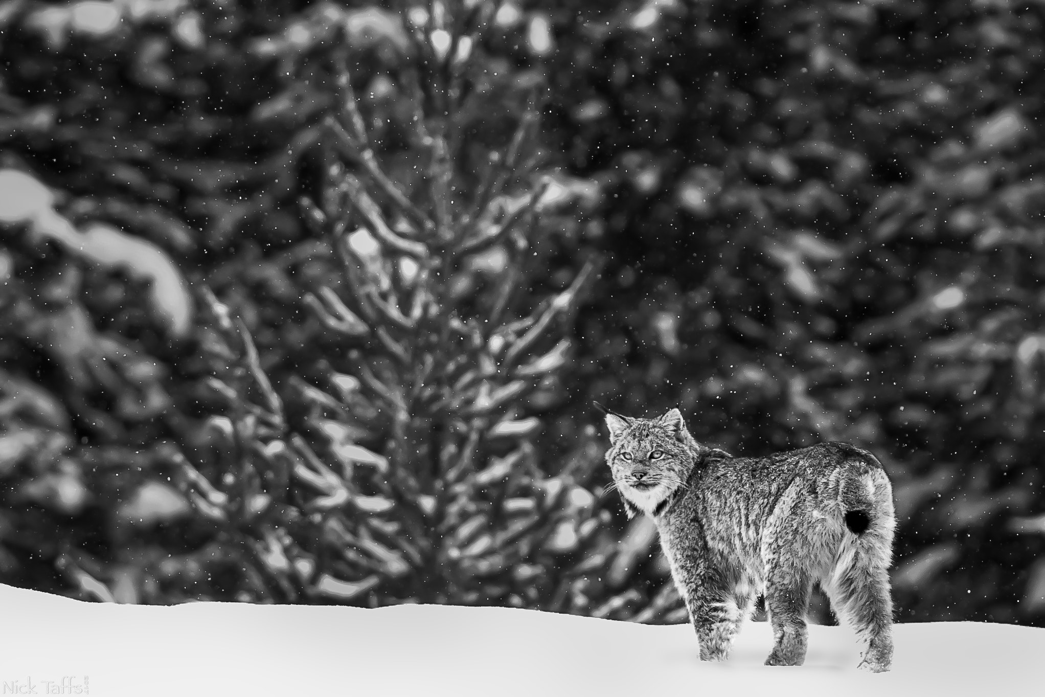 Canon EF 400mm F5.6L USM sample photo. Double take photography
