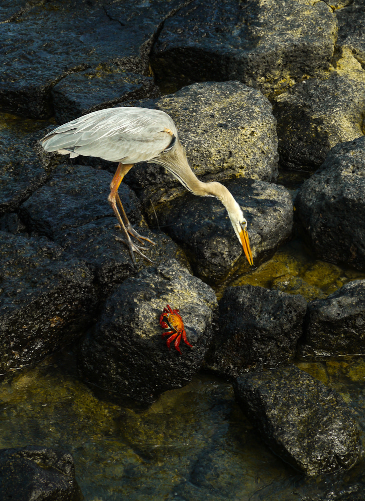 Panasonic Lumix G Vario 45-200mm F4-5.6 OIS sample photo. 8906479733.jpg photography