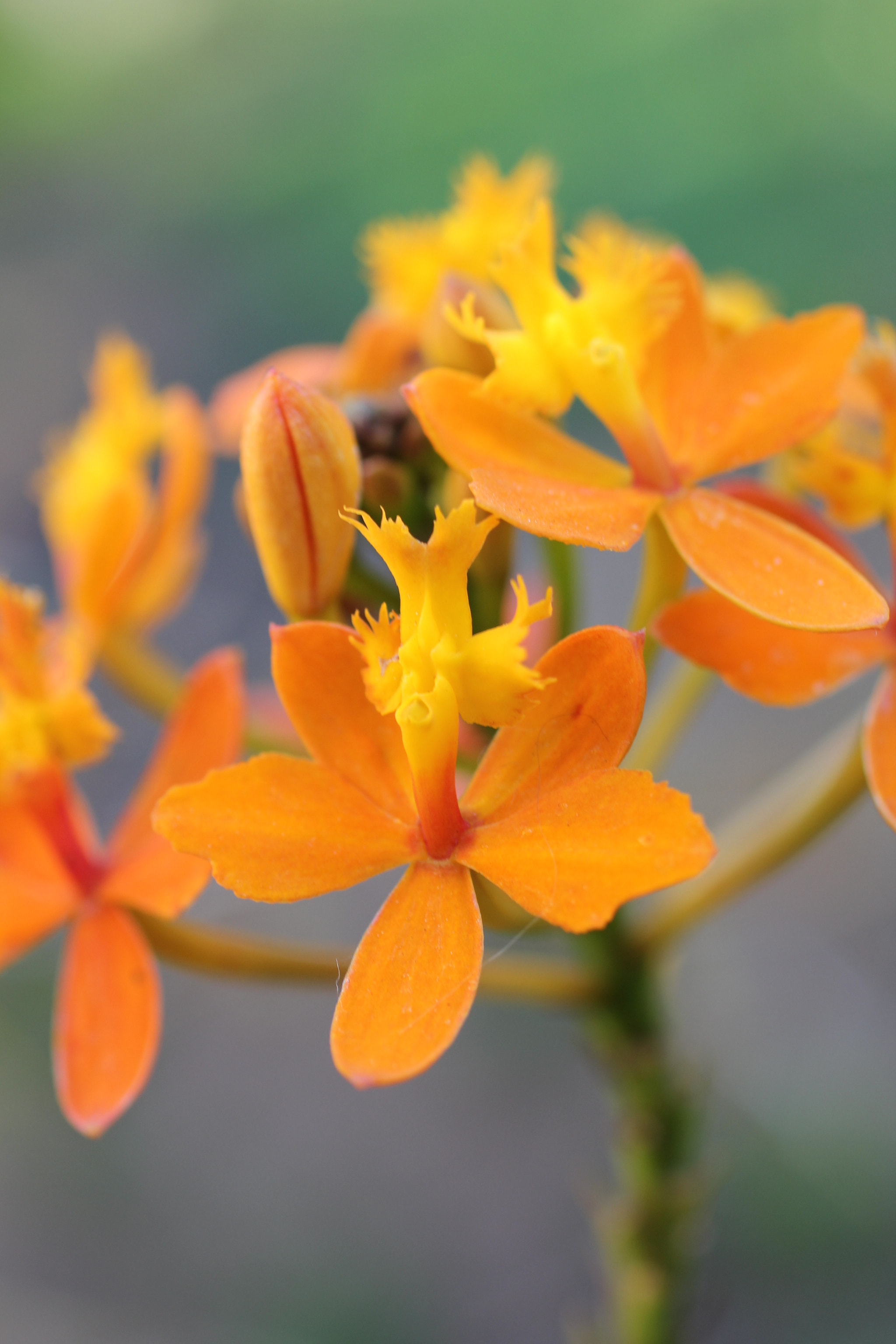 Canon EF 50mm F2.5 Macro sample photo