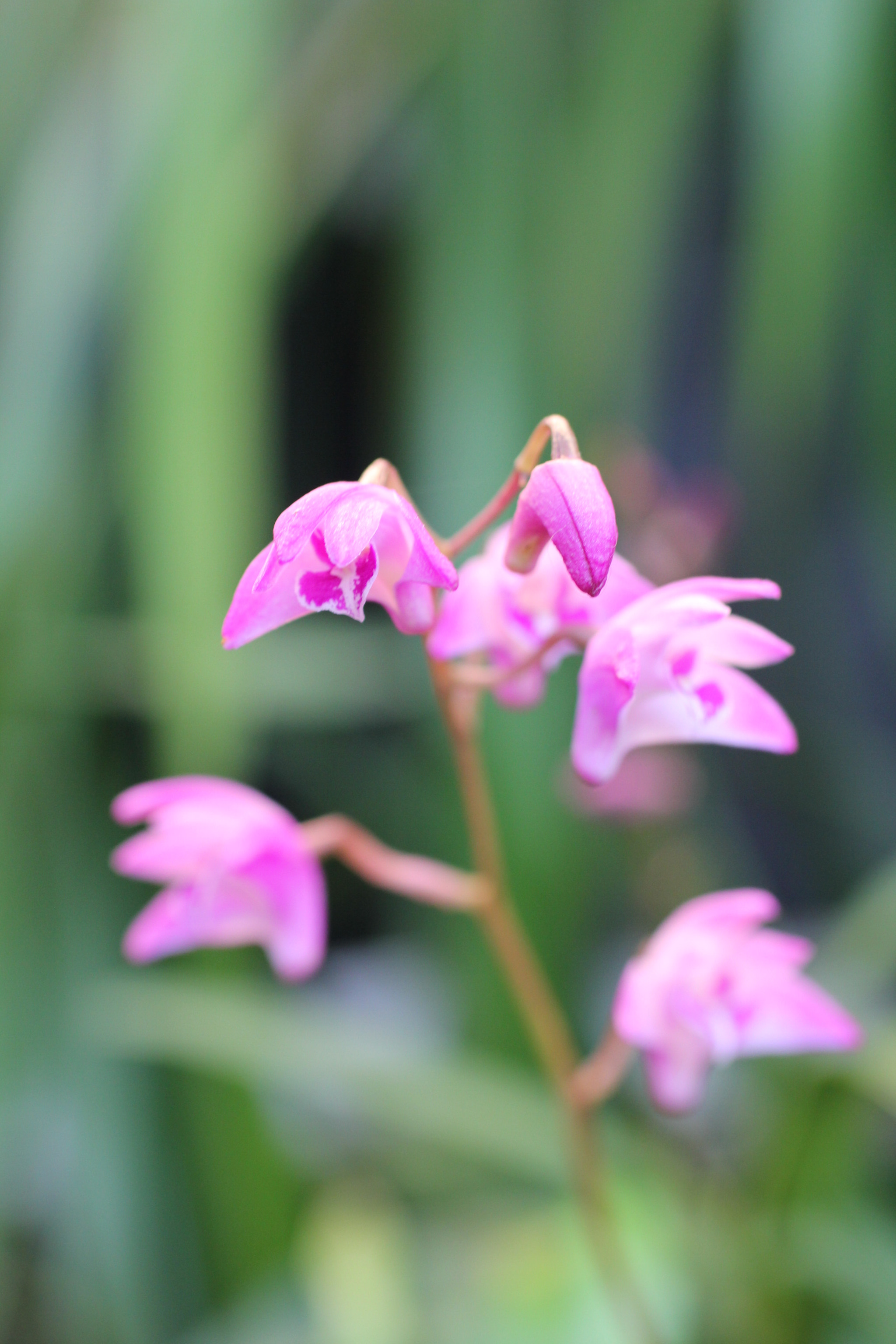 Canon EF 50mm F2.5 Macro sample photo