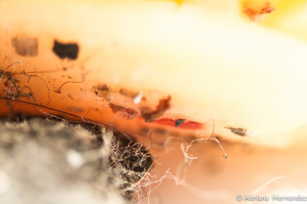 Canon EF-S 60mm F2.8 Macro USM sample photo. Another tiny piece of garbage photography