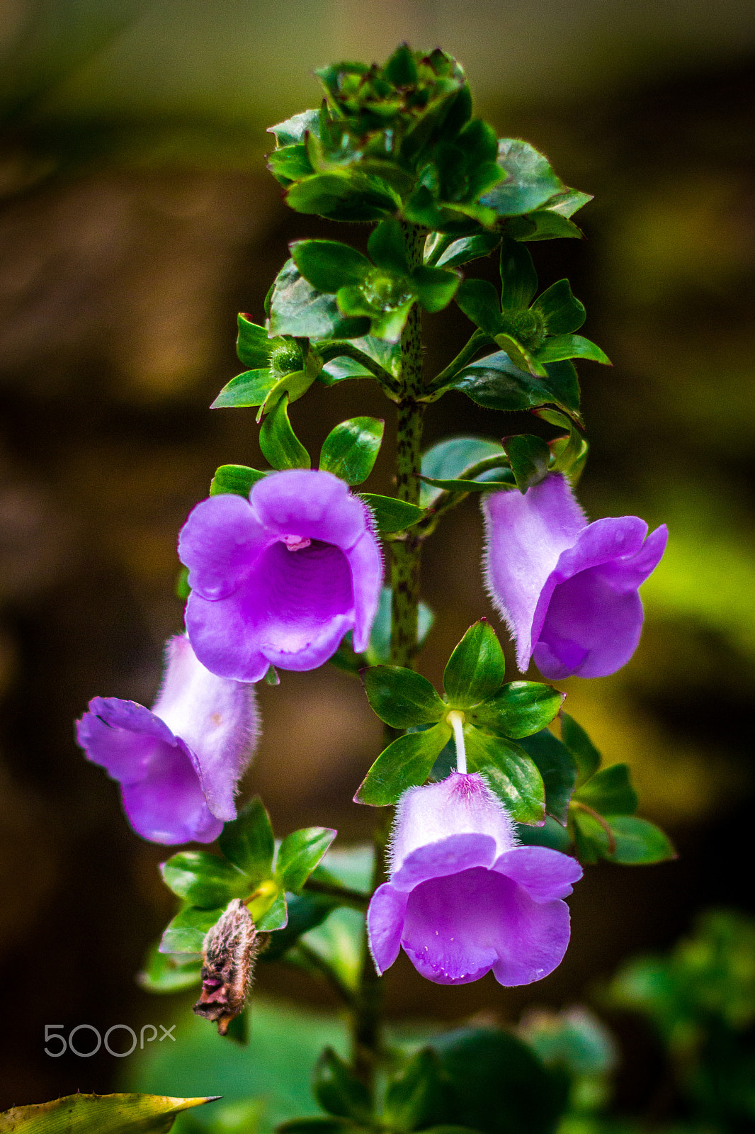 Canon EF 50mm F1.4 USM sample photo. Jardim botânico photography
