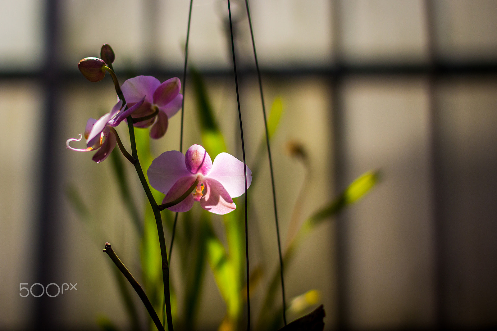Canon EF 50mm F1.4 USM sample photo. Jardim botânico photography