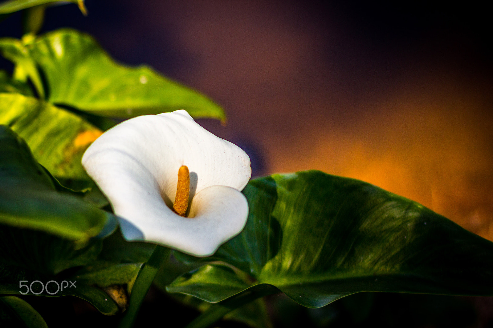 Canon EF 50mm F1.4 USM sample photo. Jardim botânico photography