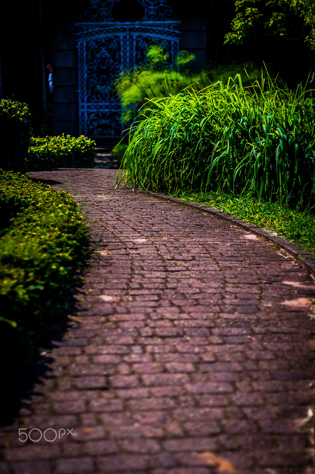 Canon EF 50mm F1.4 USM sample photo. Jardim botânico photography