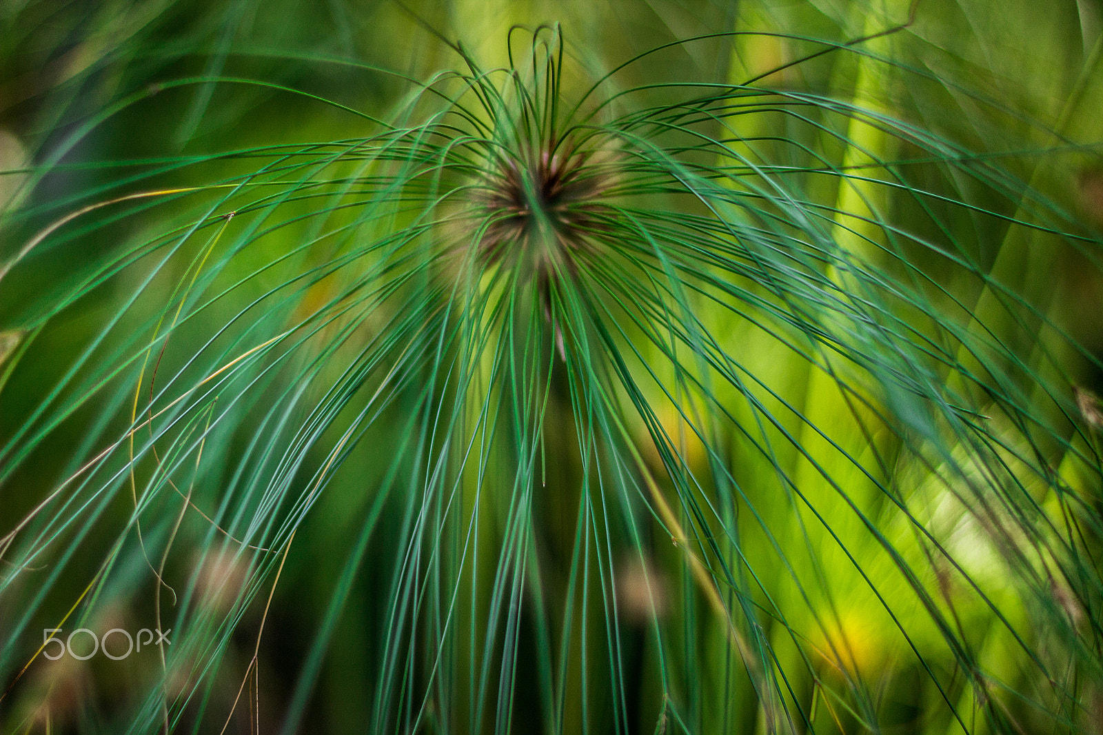 Canon EF 50mm F1.4 USM sample photo. Jardim botânico photography