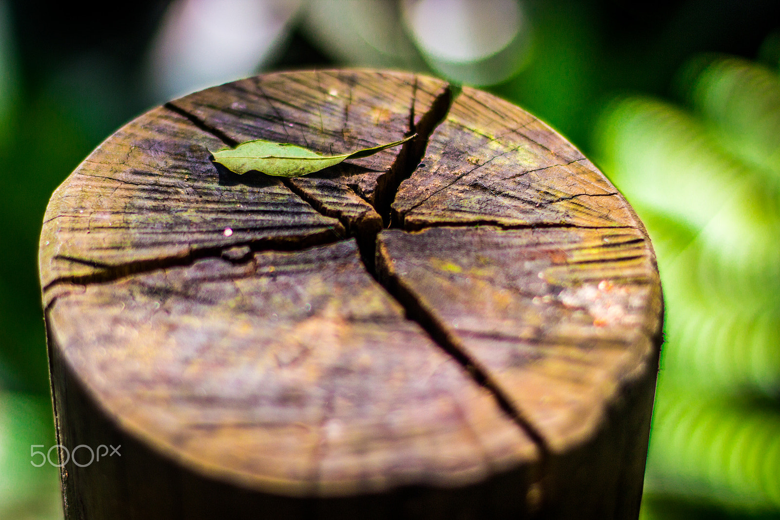 Canon EF 50mm F1.4 USM sample photo. Jardim botânico photography