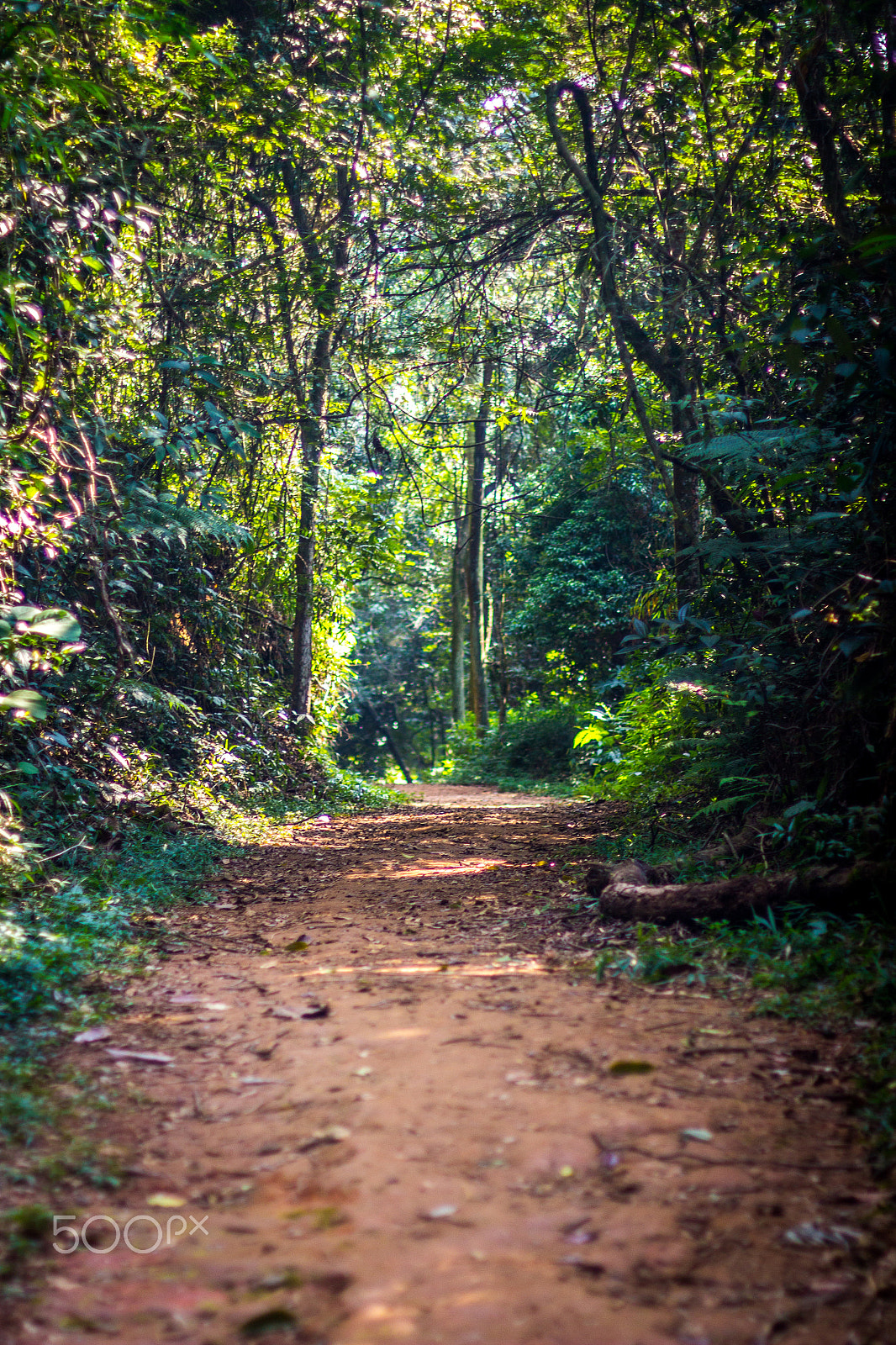 Canon EF 50mm F1.4 USM sample photo. Jardim botânico photography