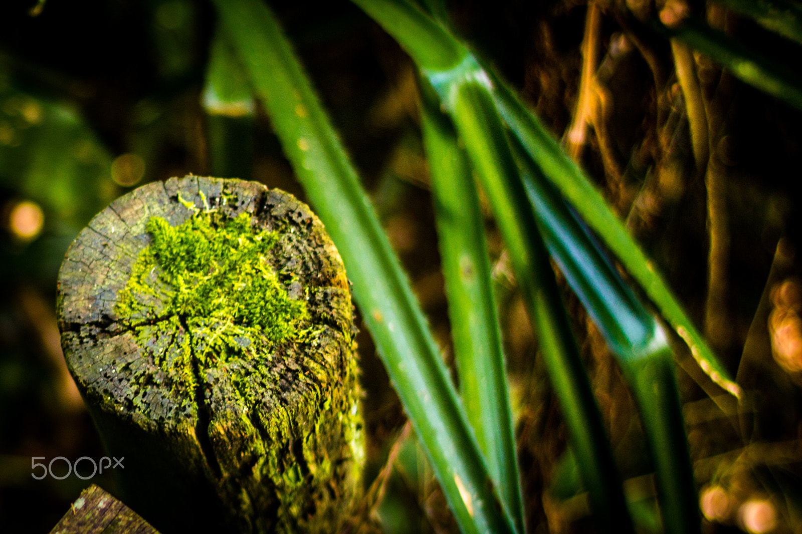 Canon EF 50mm F1.4 USM sample photo. Jardim botânico photography