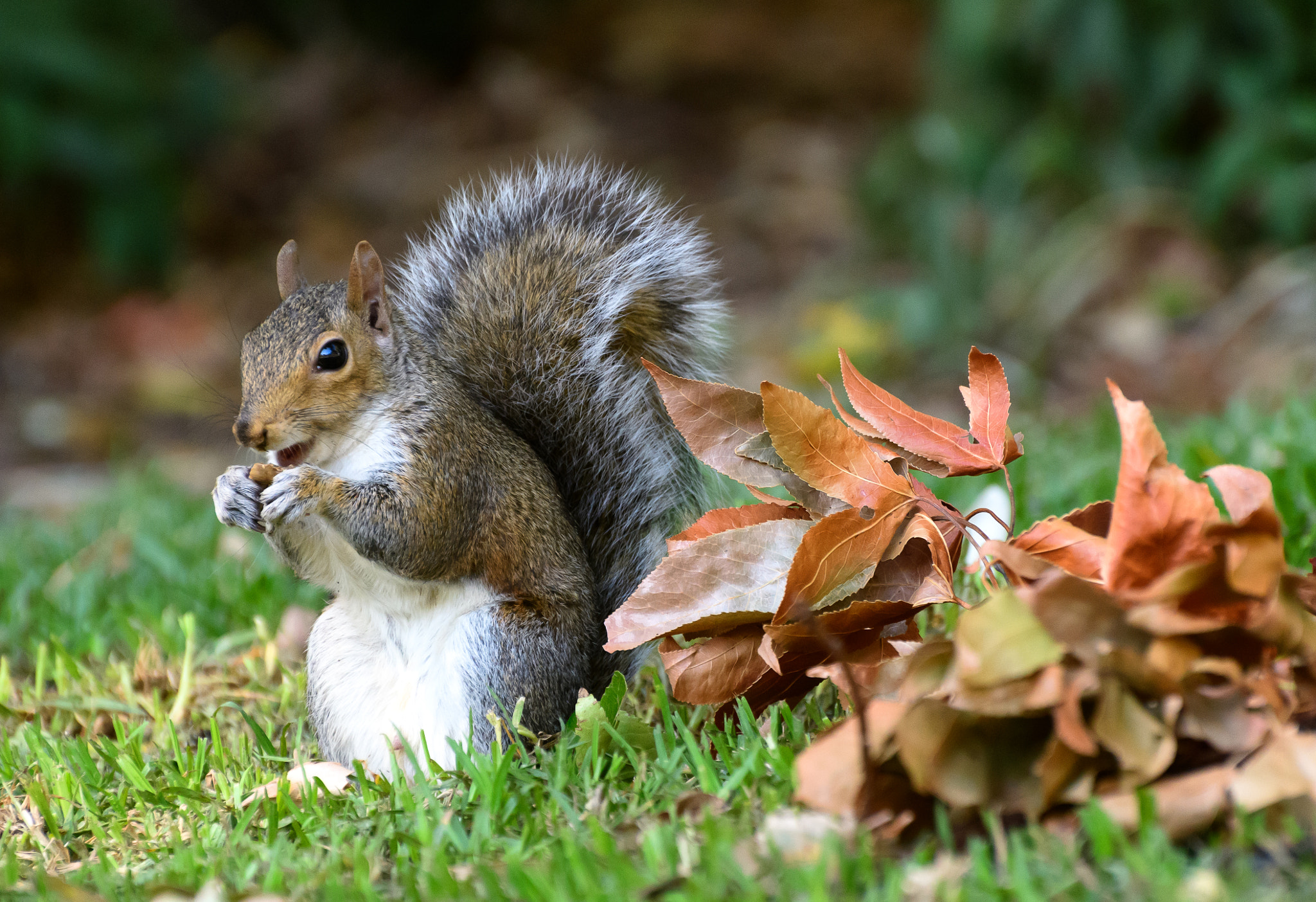 Nikon D500 sample photo. Squirrel having lunch photography