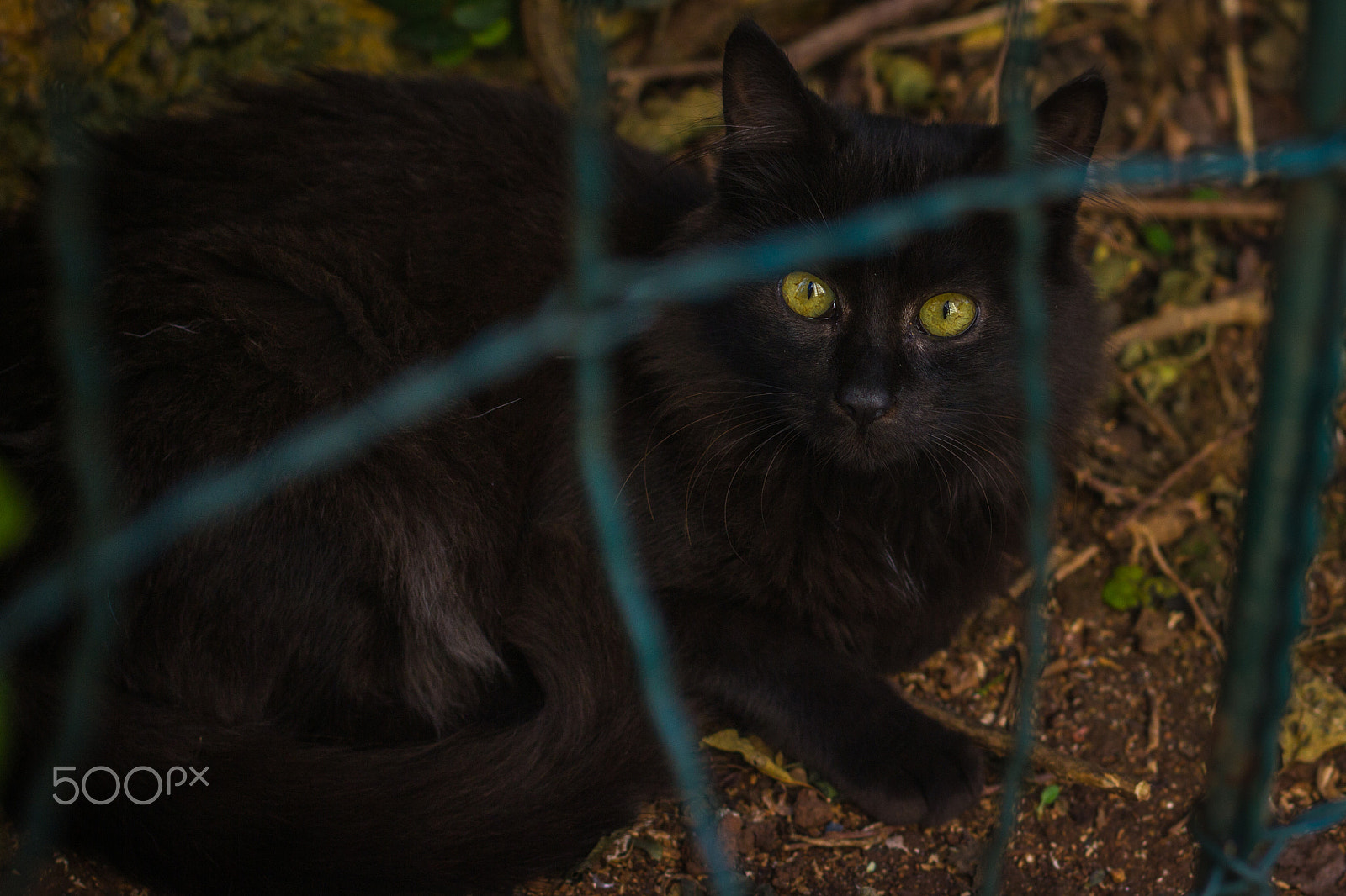 Canon EF 50mm F1.4 USM sample photo. Gatinho de rua photography