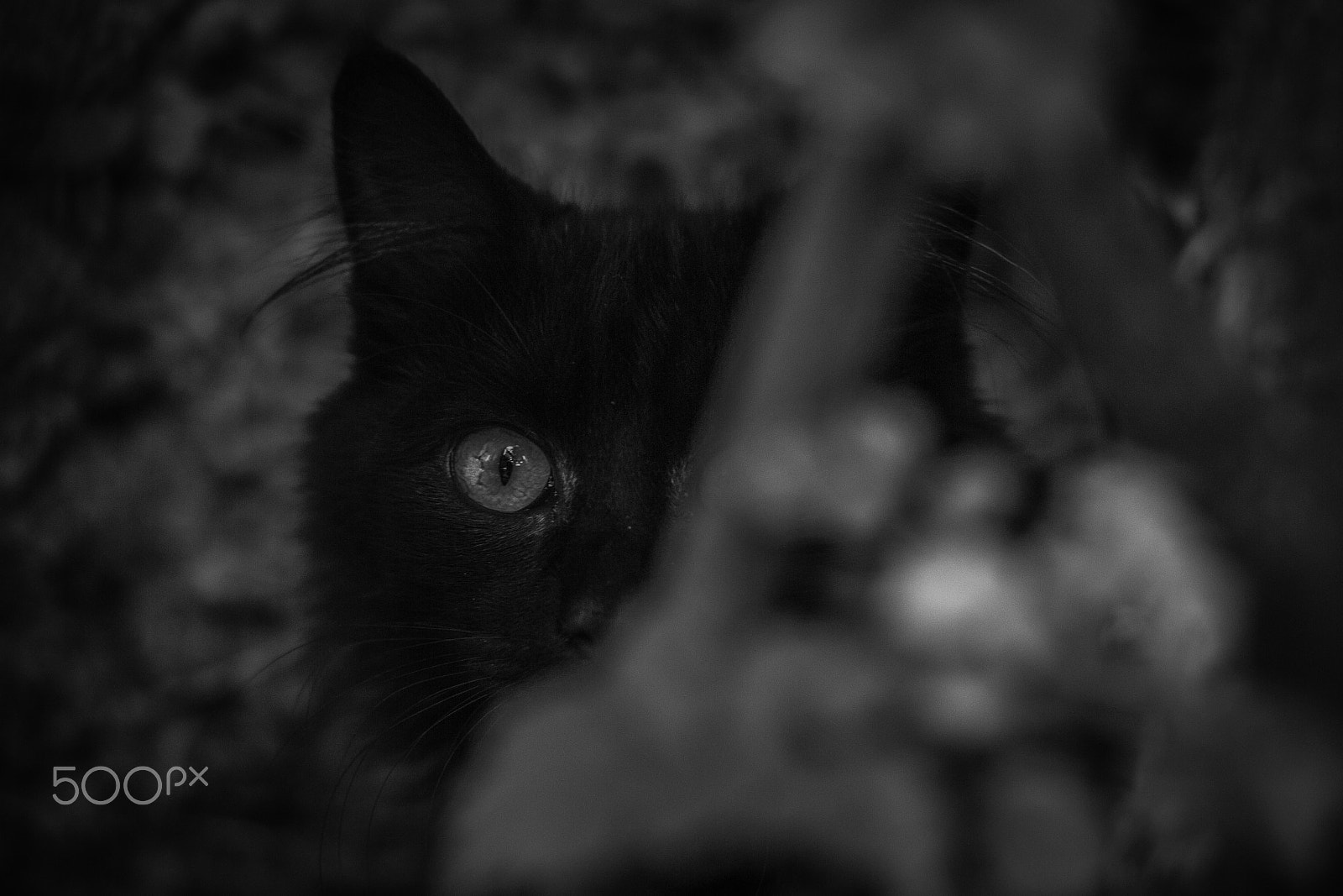 Canon EF 50mm F1.4 USM sample photo. Gatinho de rua photography