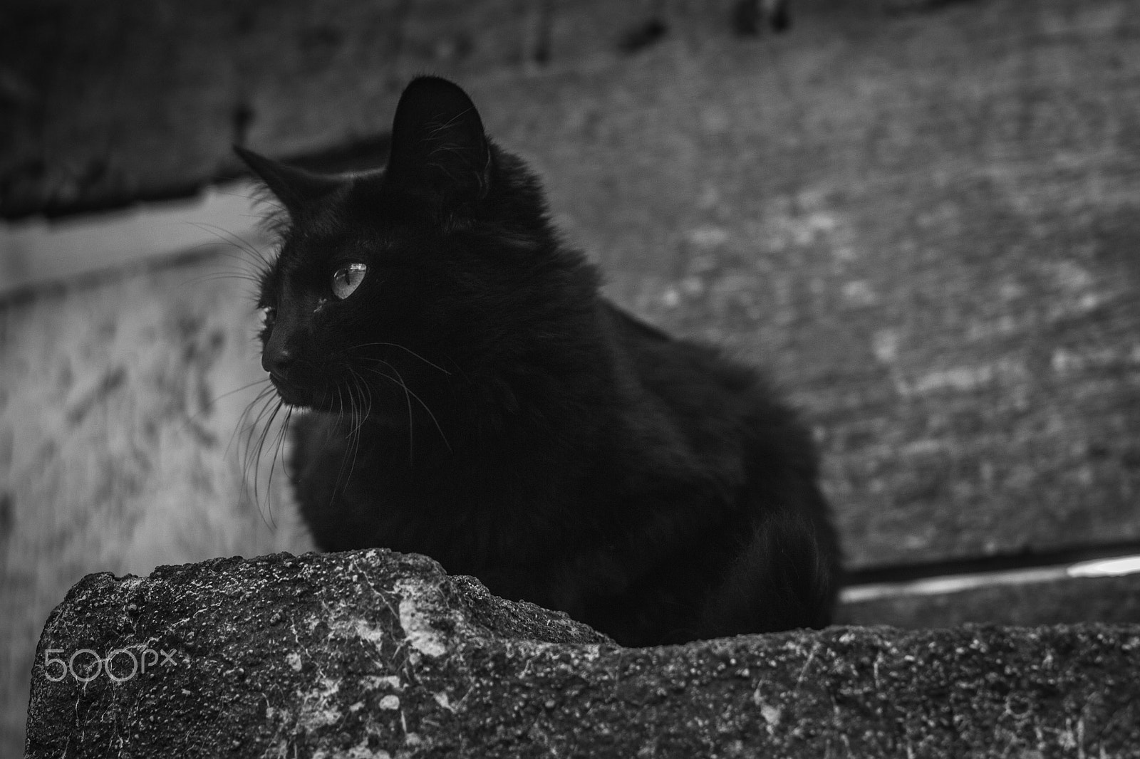 Canon EF 50mm F1.4 USM sample photo. Gatinho de rua photography