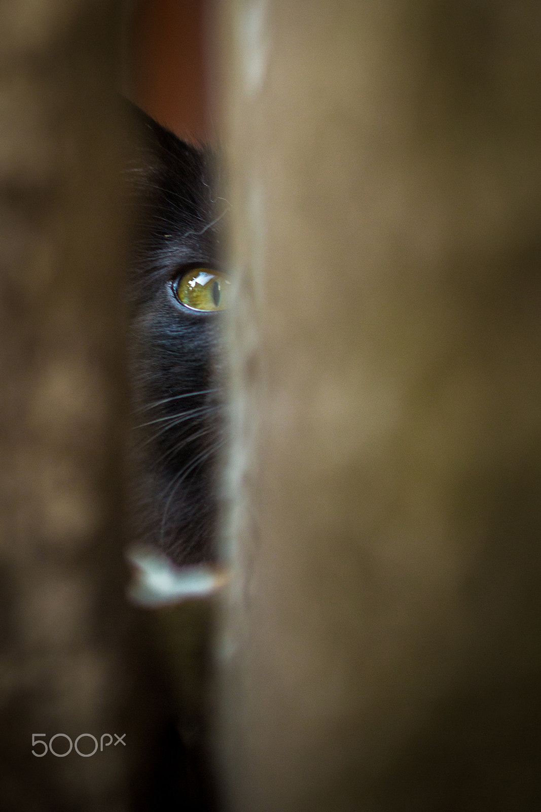 Canon EF 50mm F1.4 USM sample photo. Gatinho de rua photography