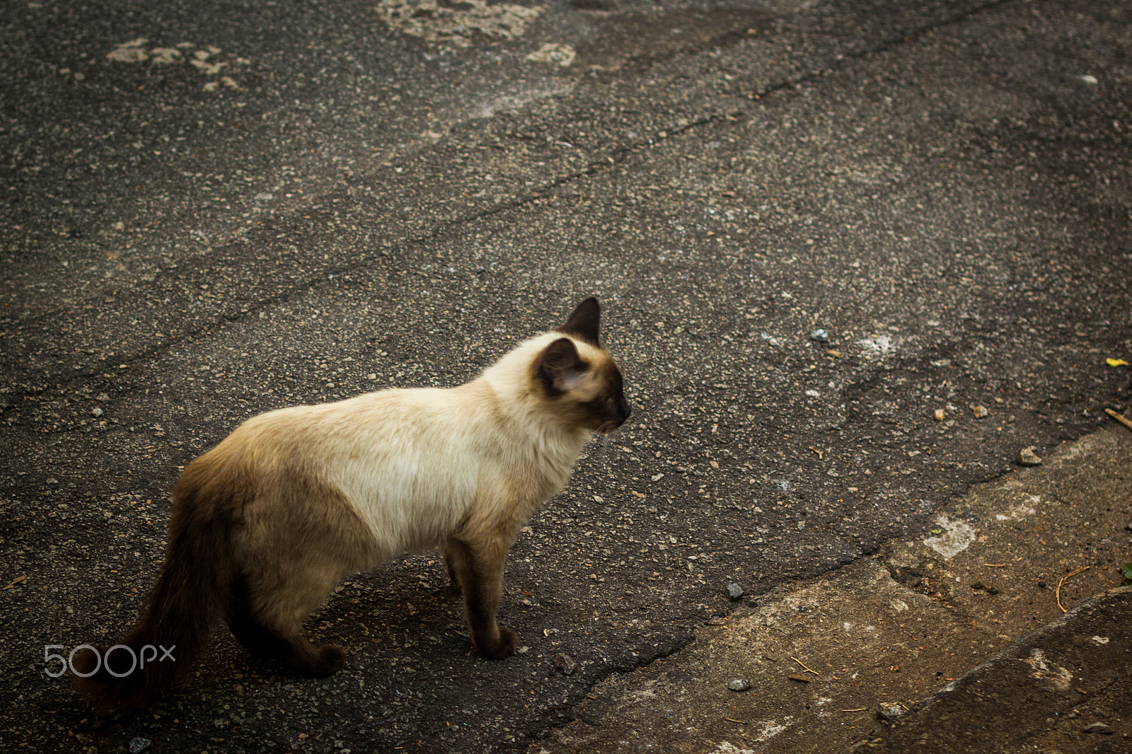 Canon EF 50mm F1.4 USM sample photo. Lola photography