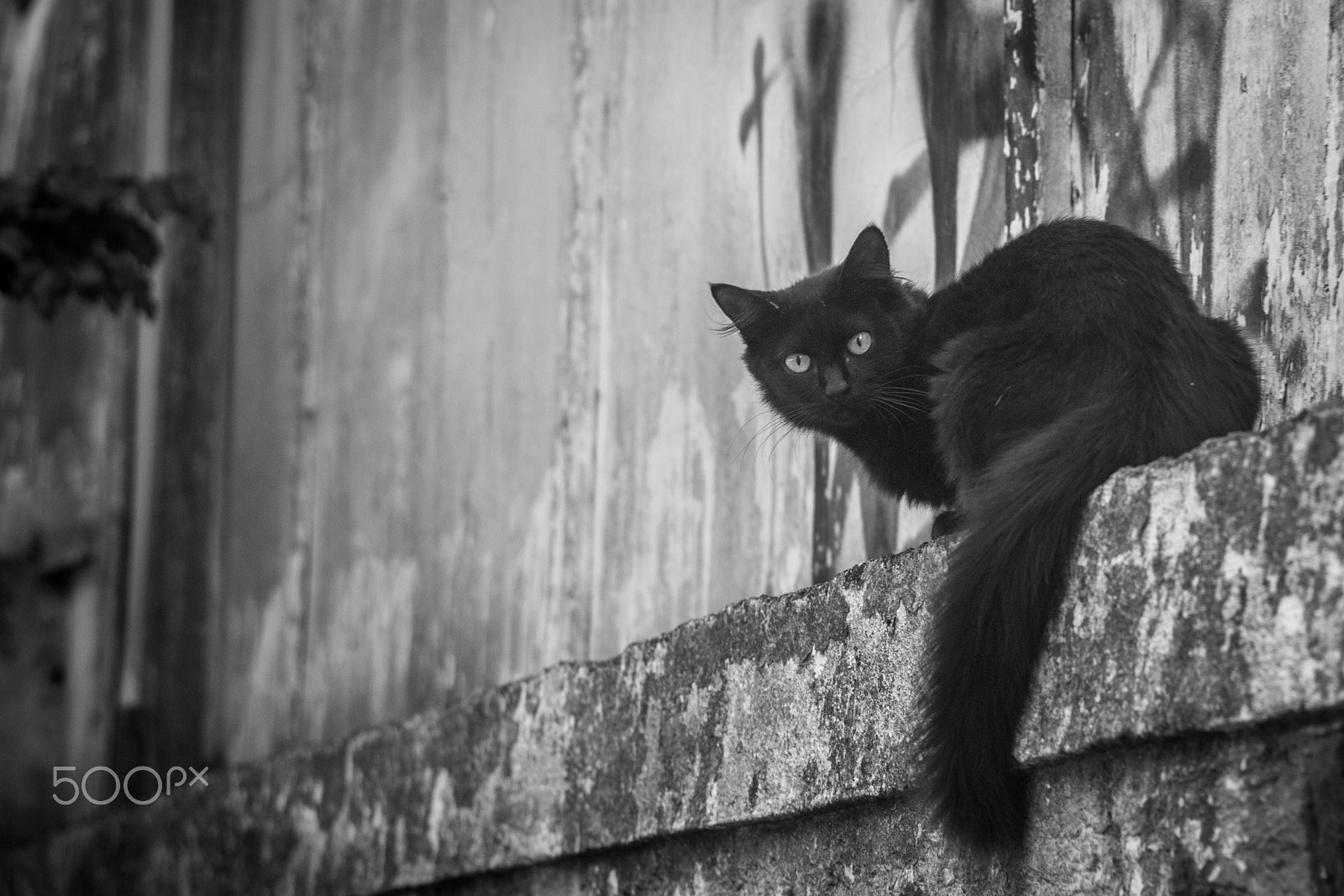 Canon EF 50mm F1.4 USM sample photo. Gatinho de rua photography