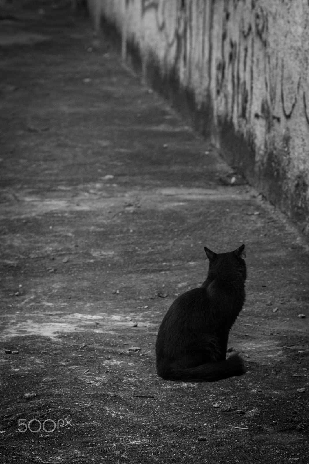 Canon EF 50mm F1.4 USM sample photo. Gatinho de rua photography
