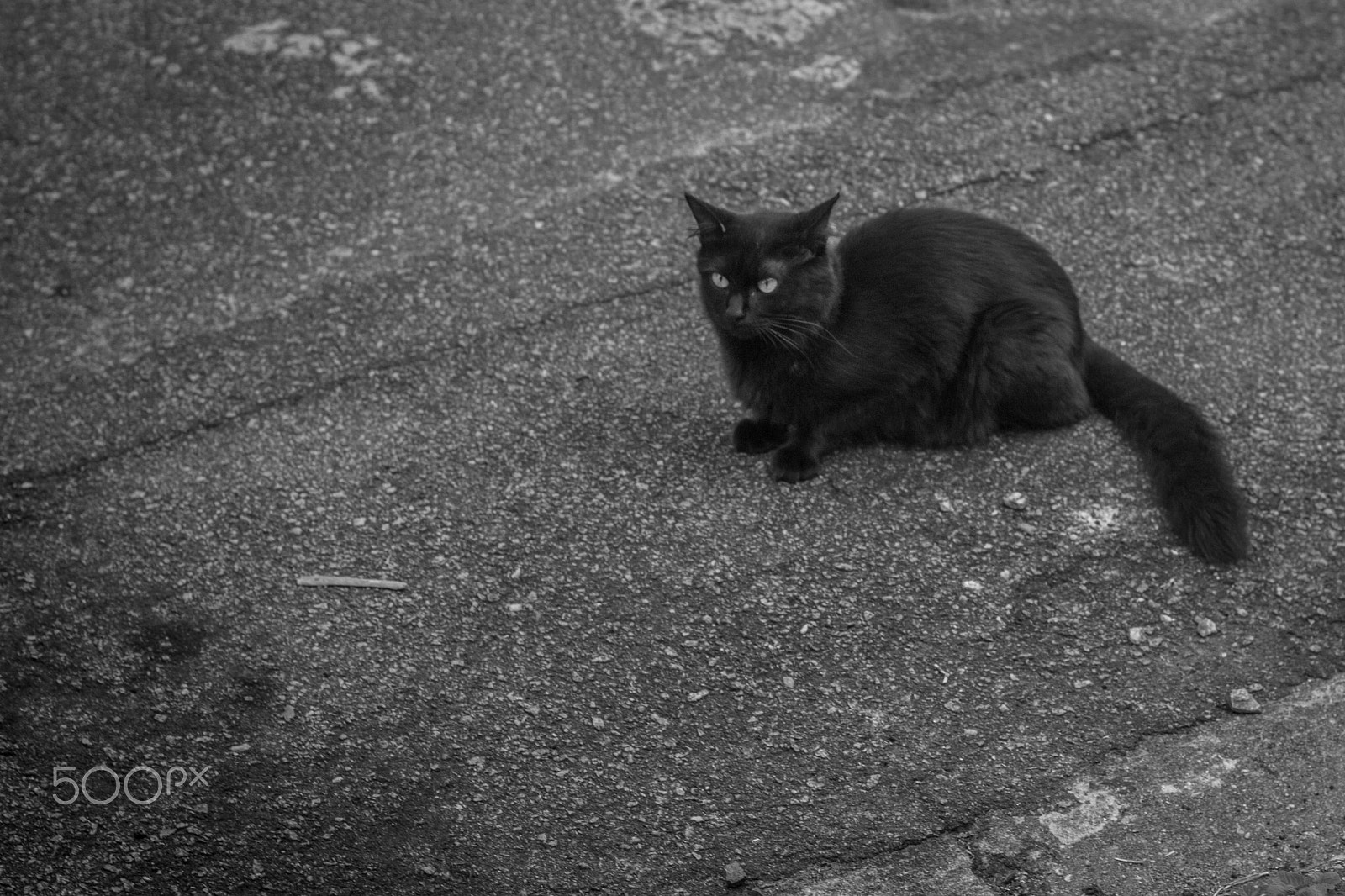 Canon EF 50mm F1.4 USM sample photo. Gatinho de rua photography
