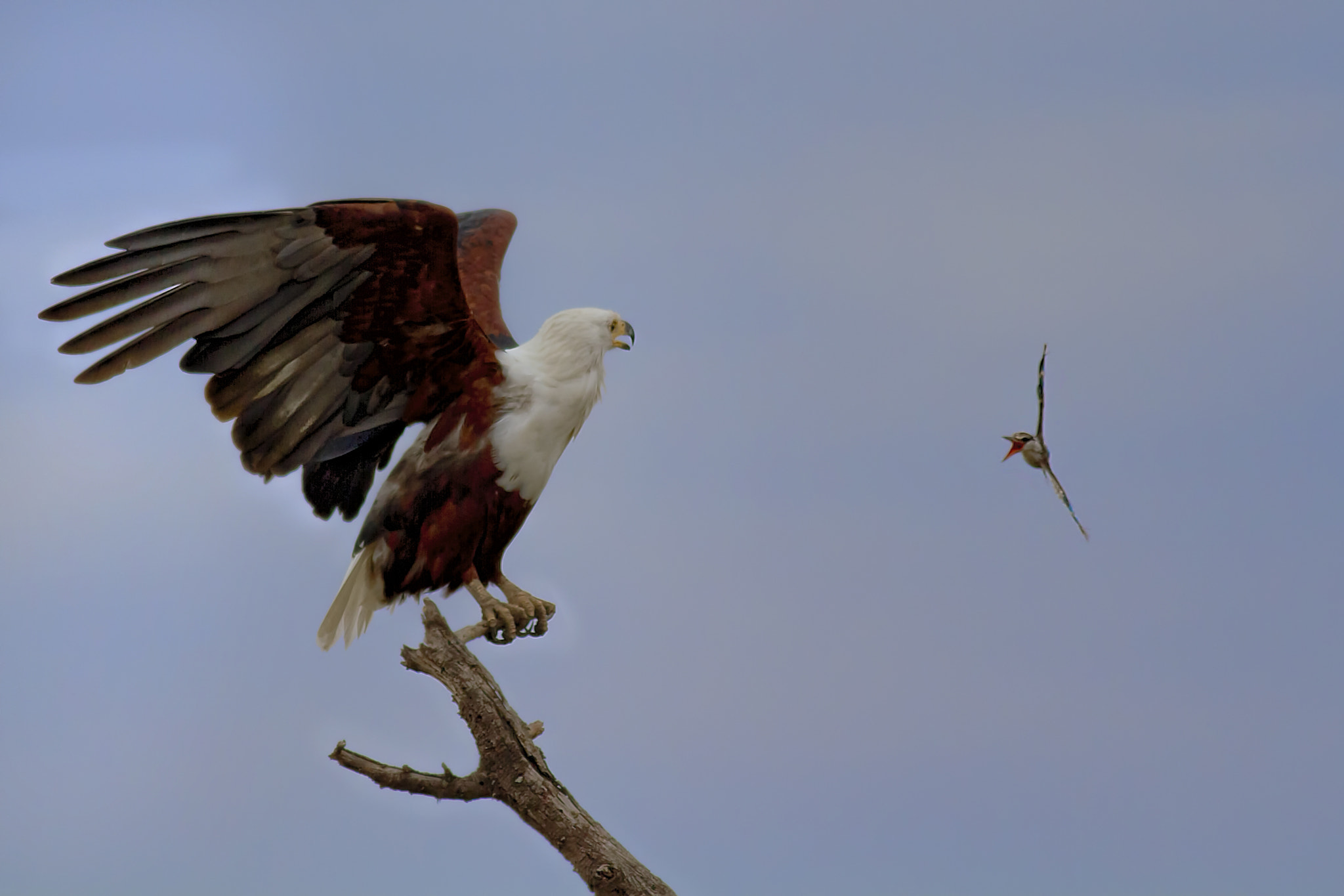 Canon EOS 7D + Canon EF 400mm F5.6L USM sample photo. Am i at a wrong place? photography