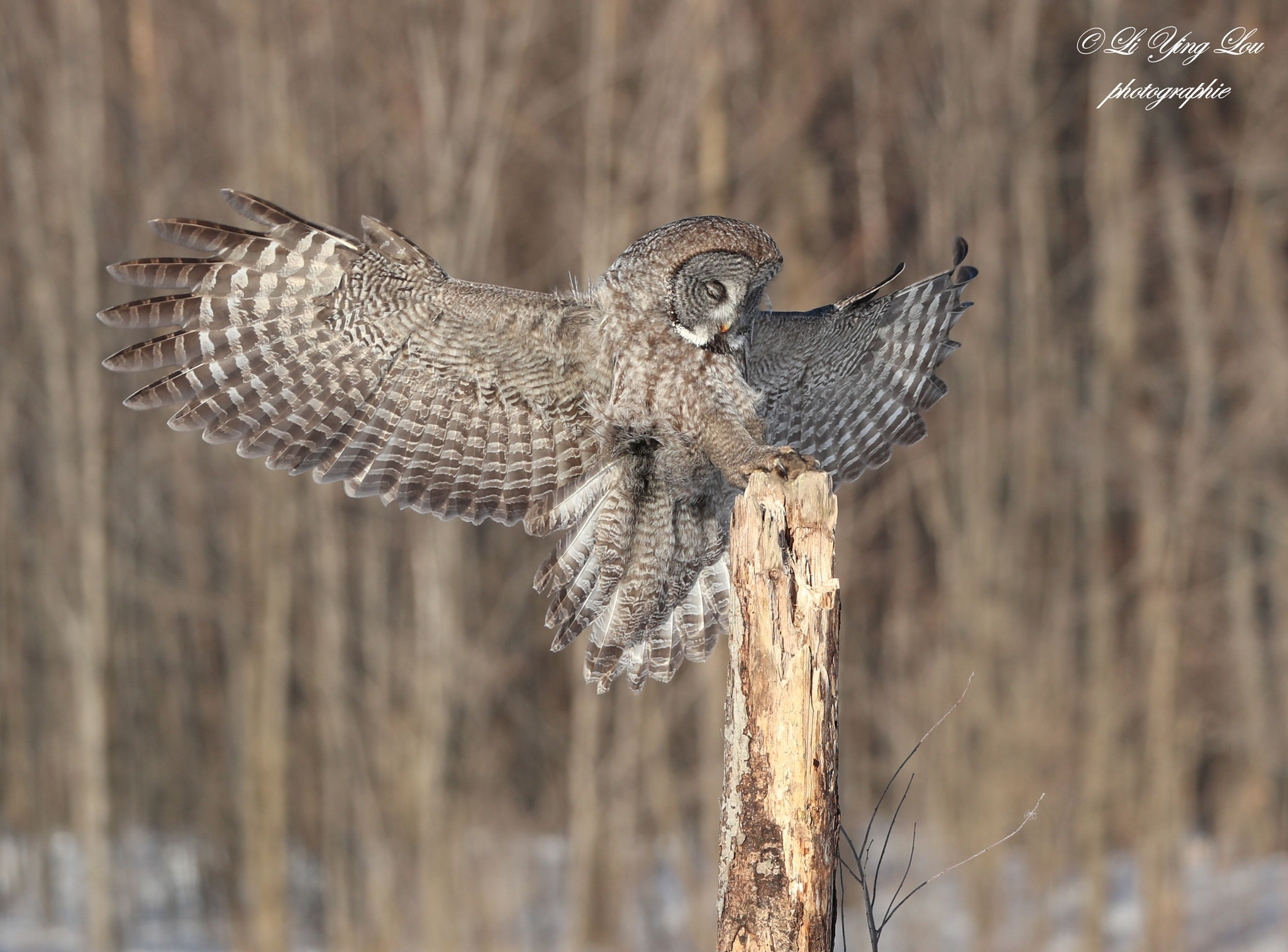 Canon EOS-1D X Mark II + Canon EF 100-400mm F4.5-5.6L IS II USM sample photo. Chouette lapone / great gray owl photography