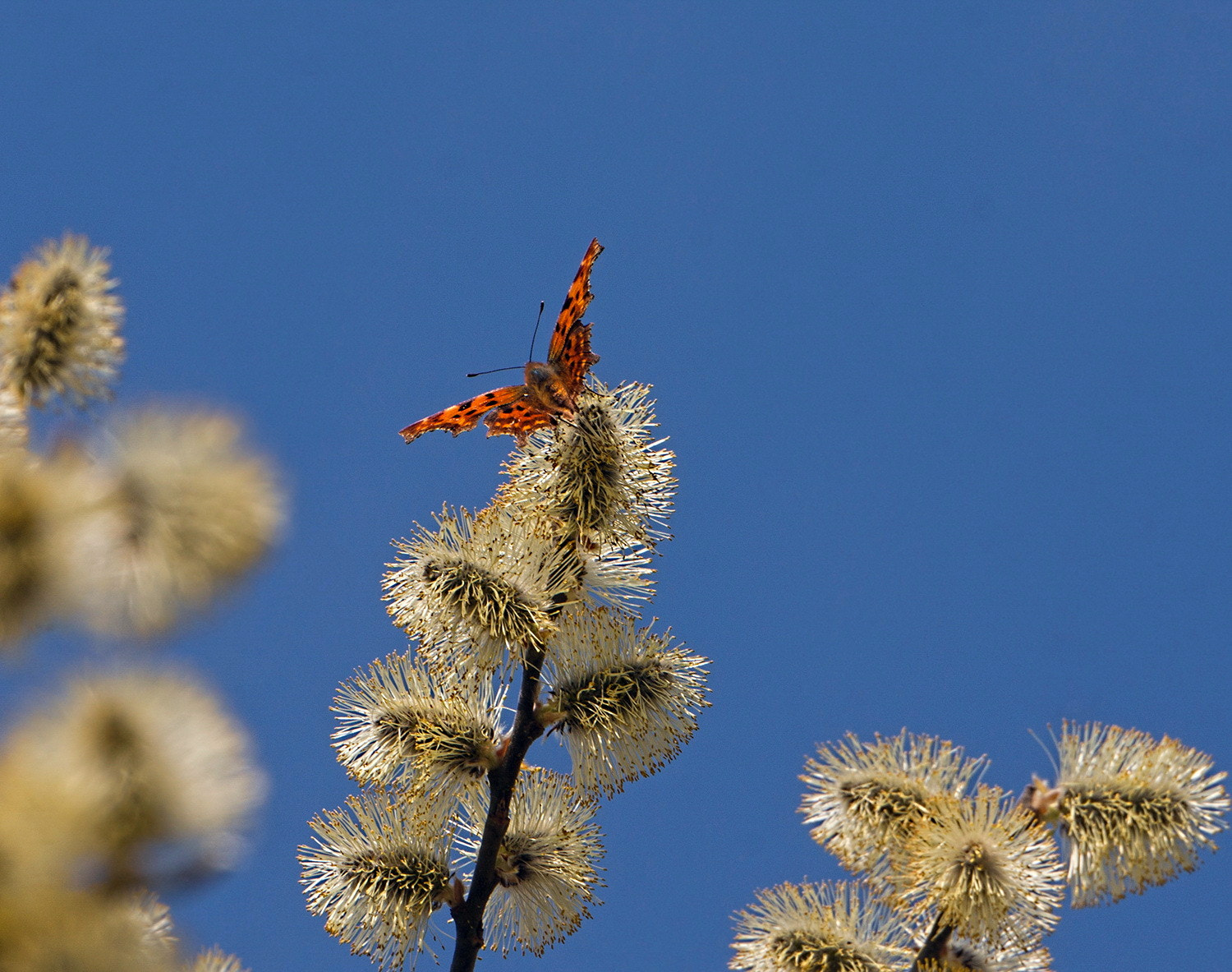 Sony Alpha NEX-6 sample photo. х photography