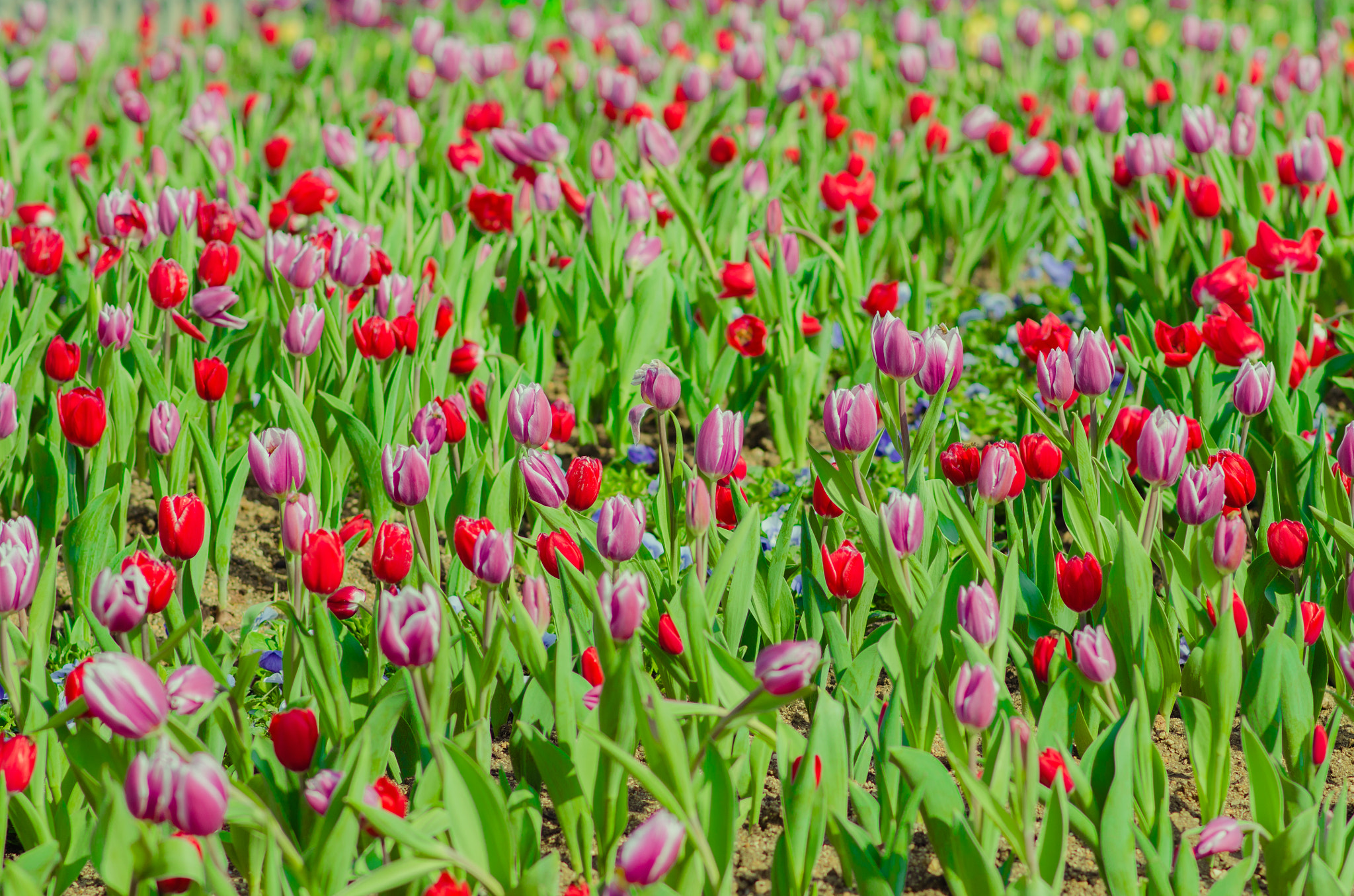 Nikon D7000 + Nikon AF-S Nikkor 85mm F1.8G sample photo. Early spring photography