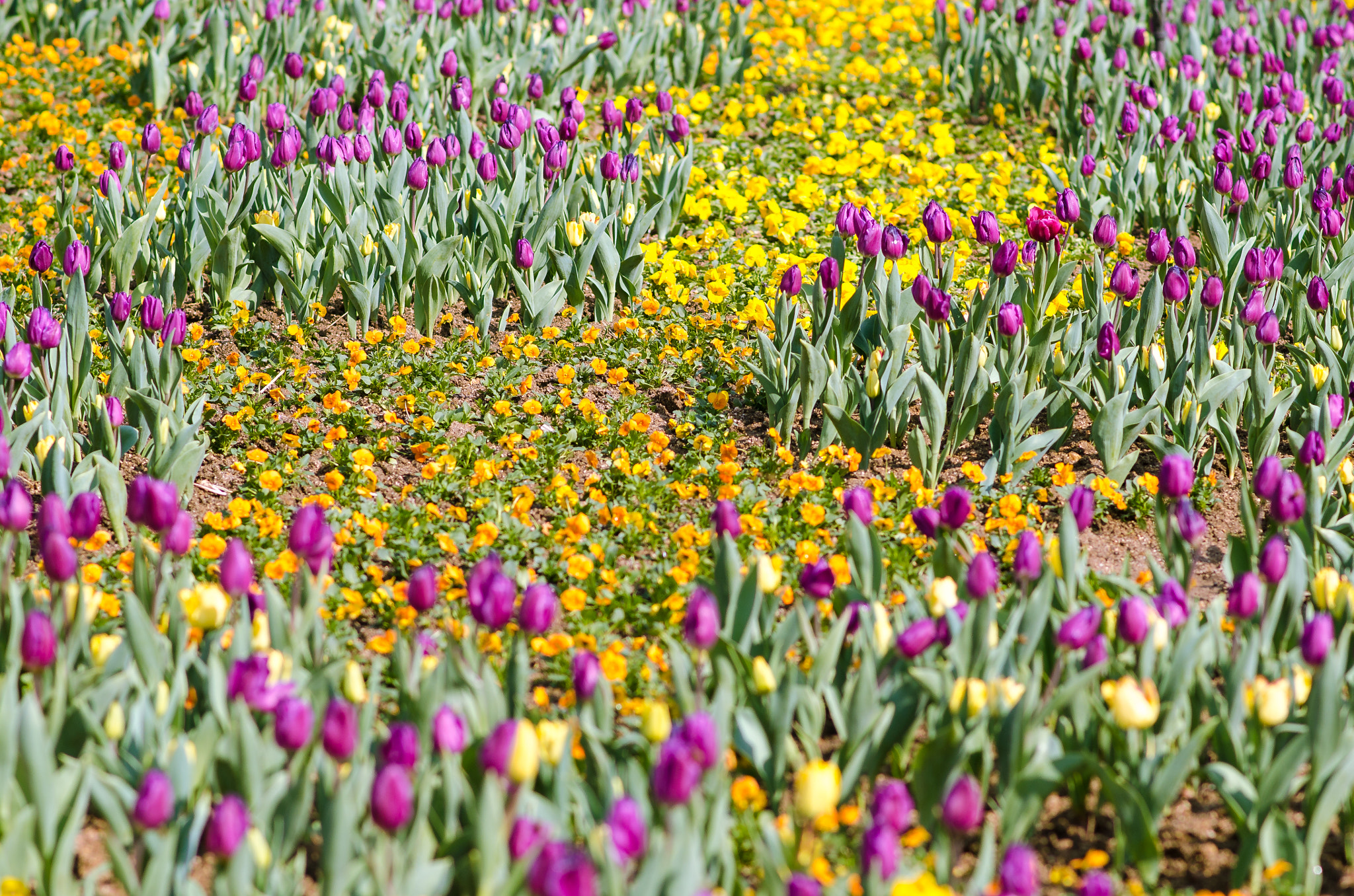 Nikon D7000 + Nikon AF-S Nikkor 85mm F1.8G sample photo. Early spring photography