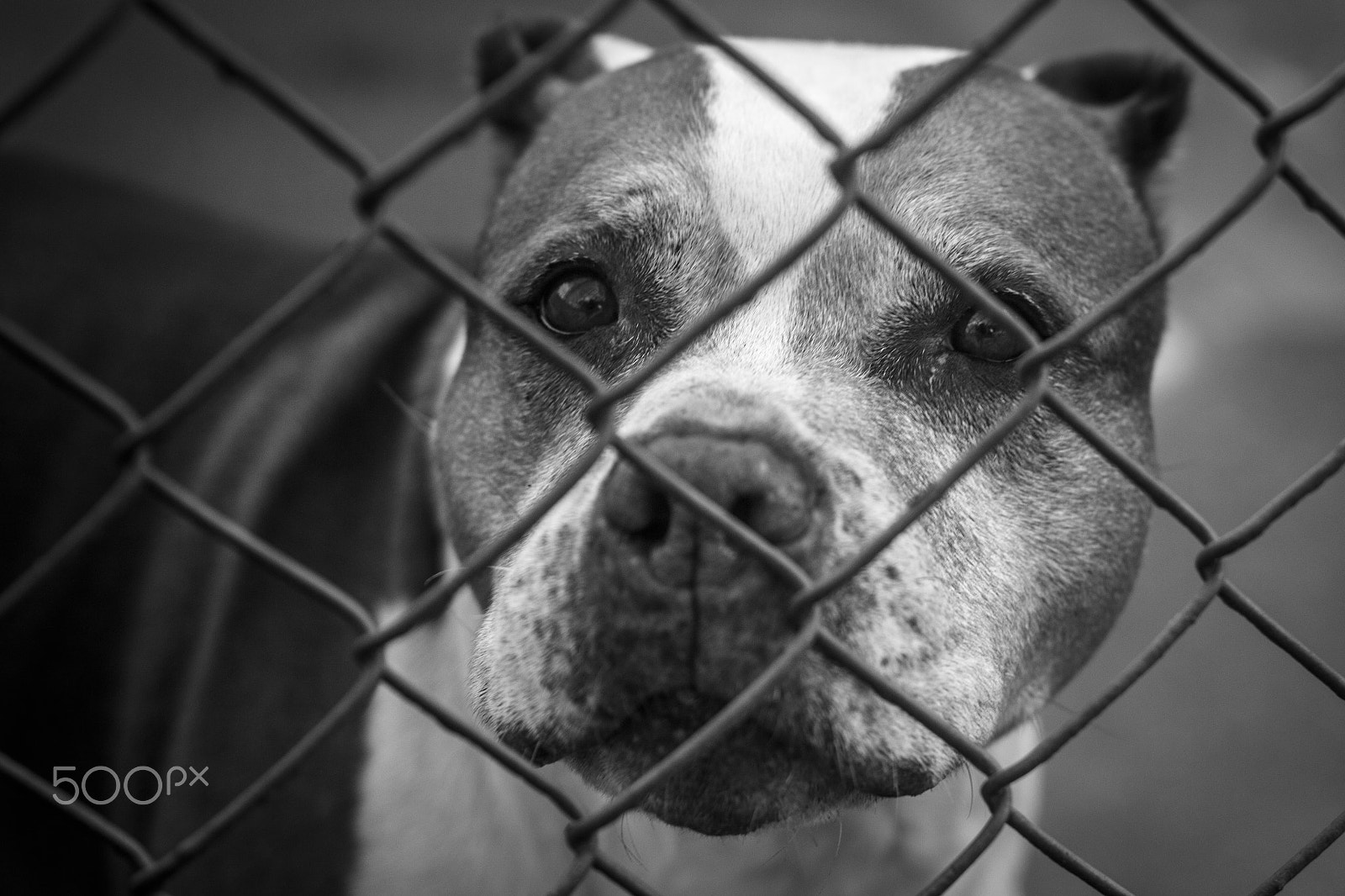 Canon EF 50mm F1.4 USM sample photo. Sad eyes photography