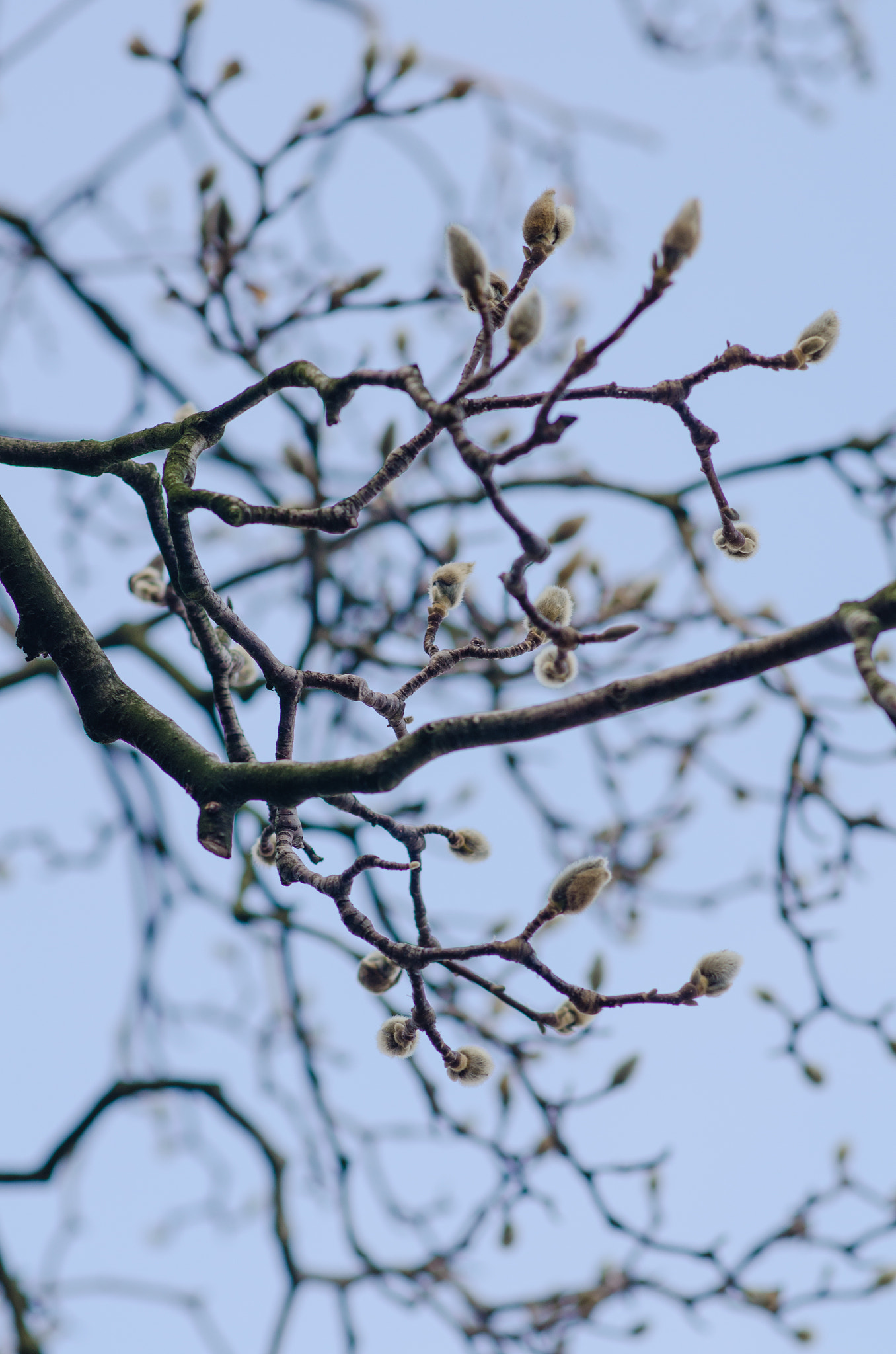 Nikon D7000 + Nikon AF-S Nikkor 85mm F1.8G sample photo. Early spring photography