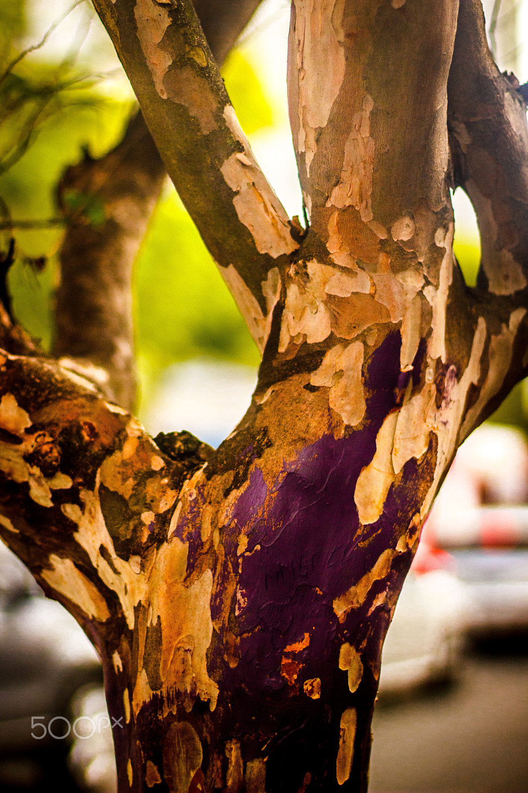 Canon EF 50mm F1.4 USM sample photo. Look and see photography