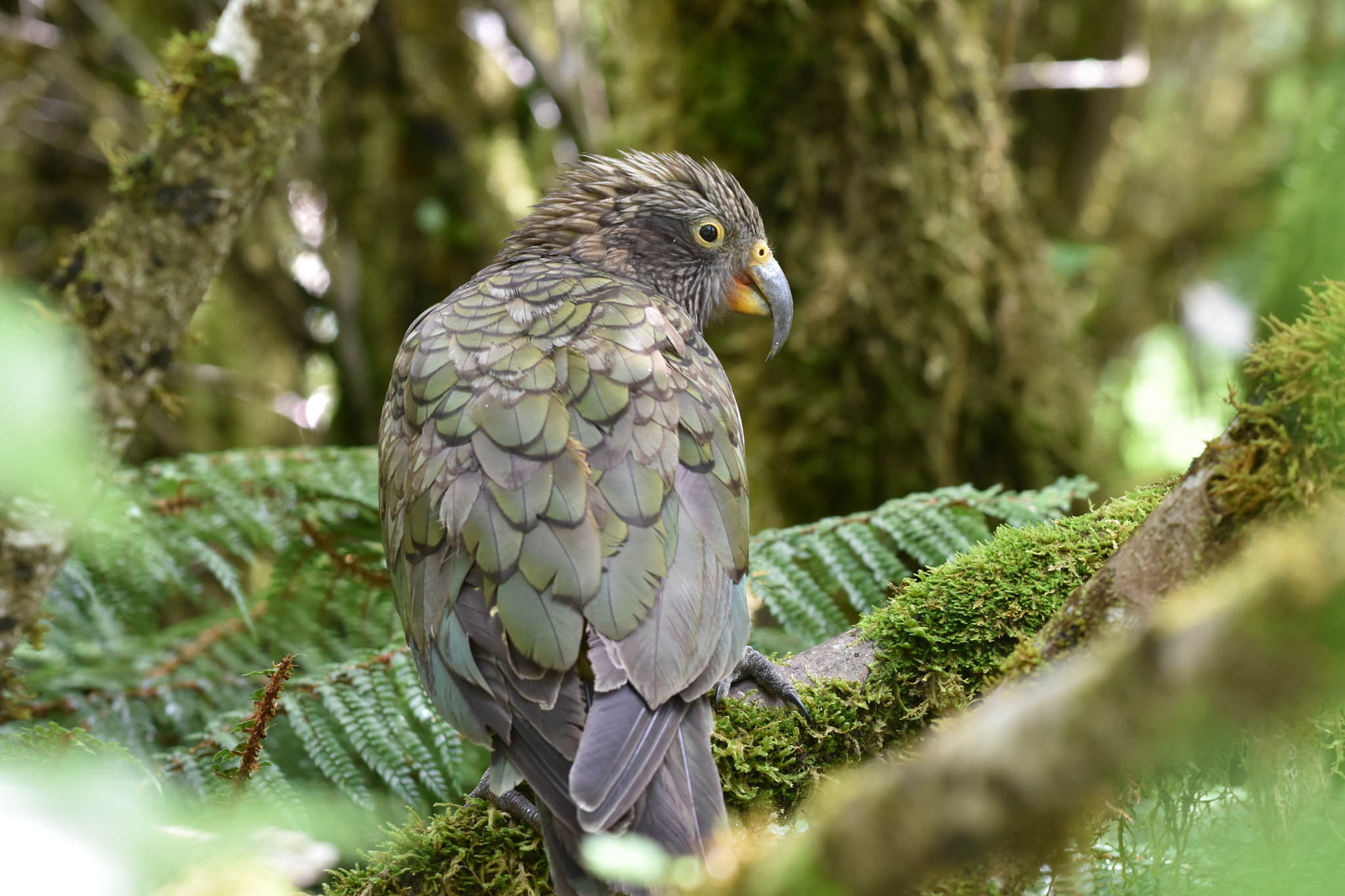 Nikon AF-S Nikkor 70-200mm F4G ED VR sample photo. Kea photography