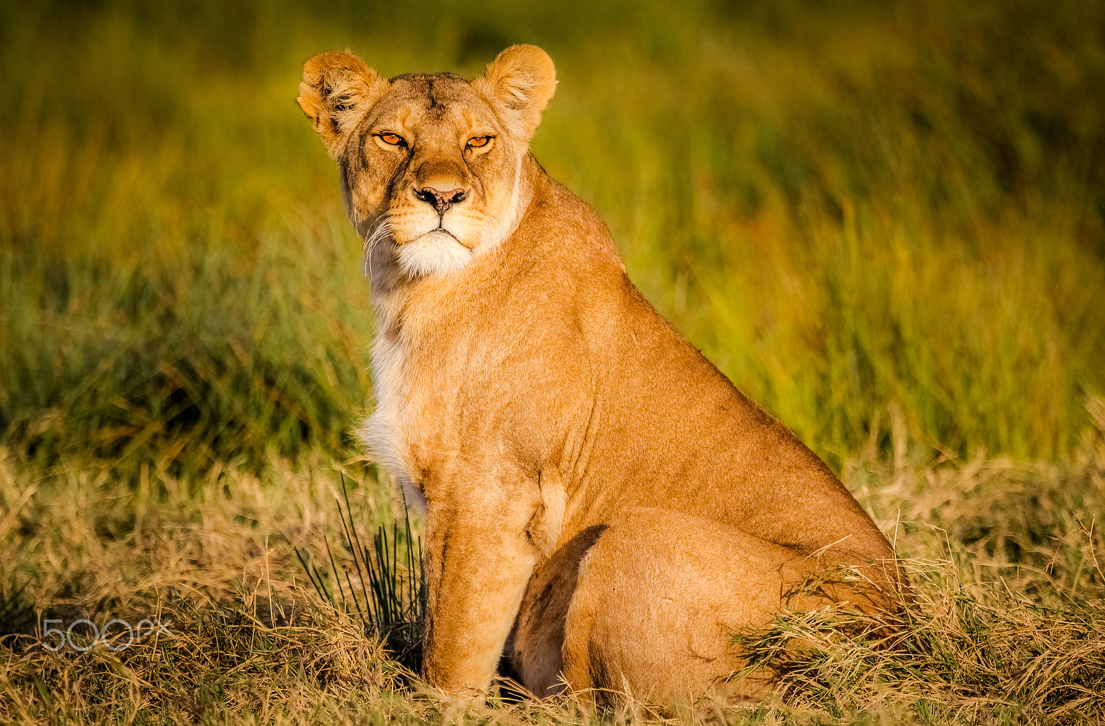 Canon EF 100-400mm F4.5-5.6L IS USM sample photo. Lioness on hunt watch photography