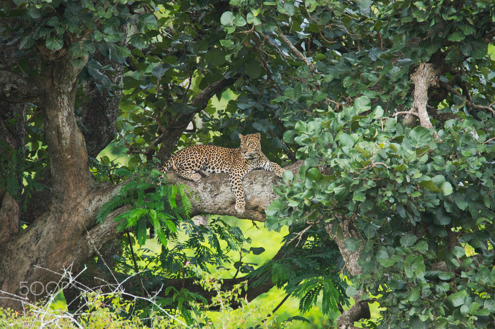 Tamron SP 150-600mm F5-6.3 Di VC USD sample photo. Leopard chillin' out photography