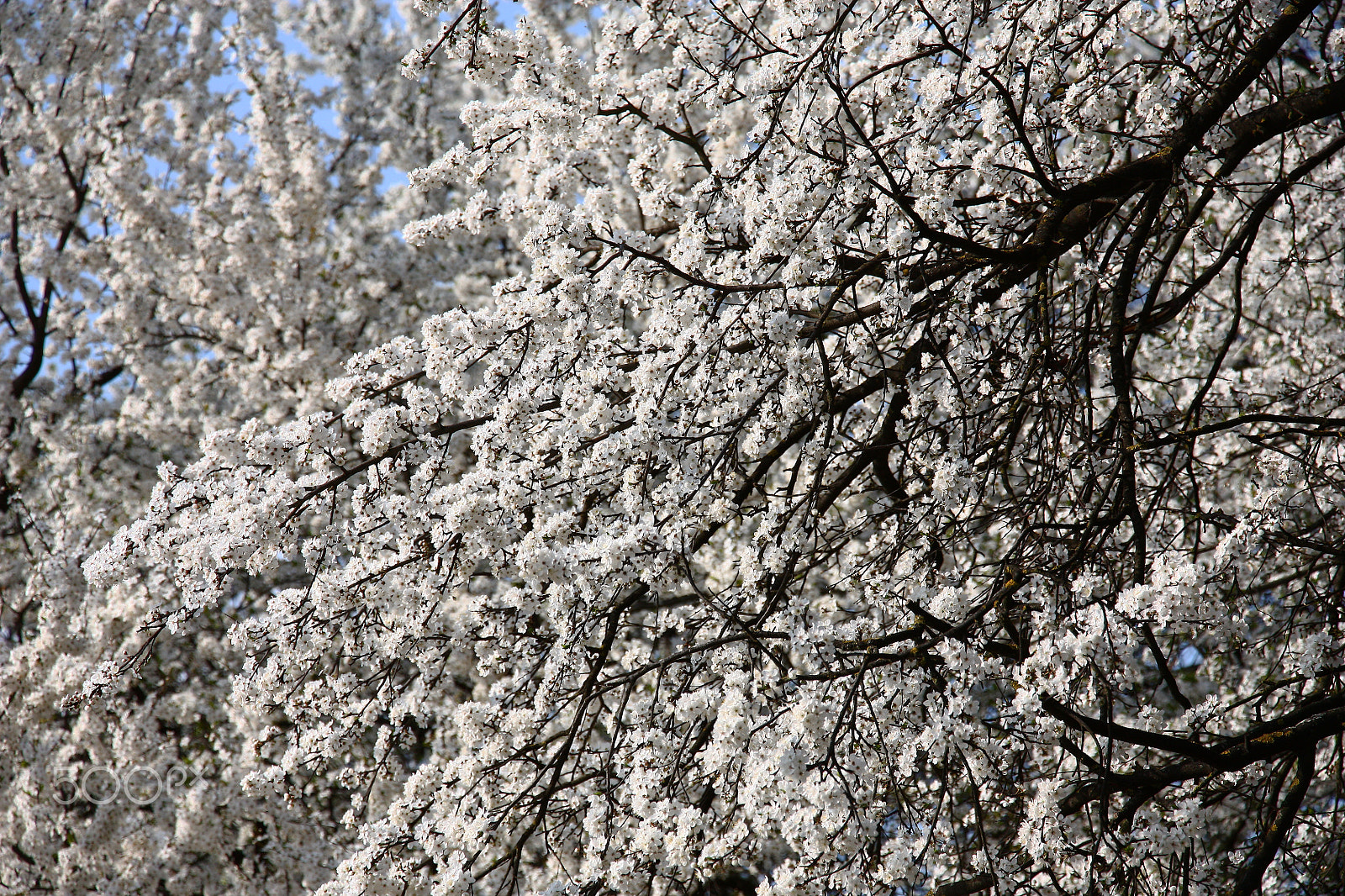 Canon EOS 450D (EOS Rebel XSi / EOS Kiss X2) sample photo. Blossoming cherry plum. photography