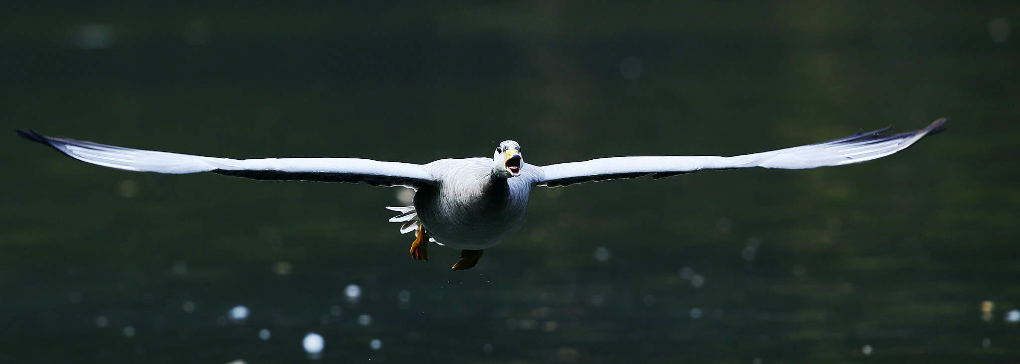 Canon EF 300mm F2.8L IS II USM sample photo. The shouting photography